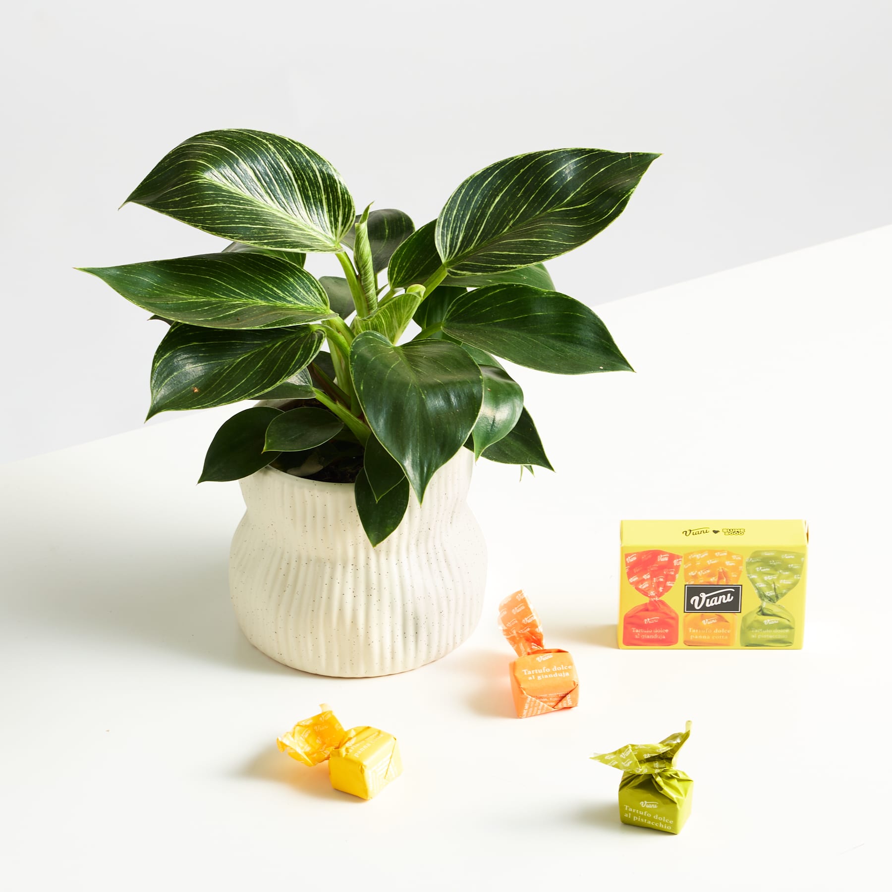 Auf einer weißen Fläche steht eine Topfpflanze mit großen, üppig grünen Blättern, um die herum verschiedene bunte Gummibonbons verstreut sind.