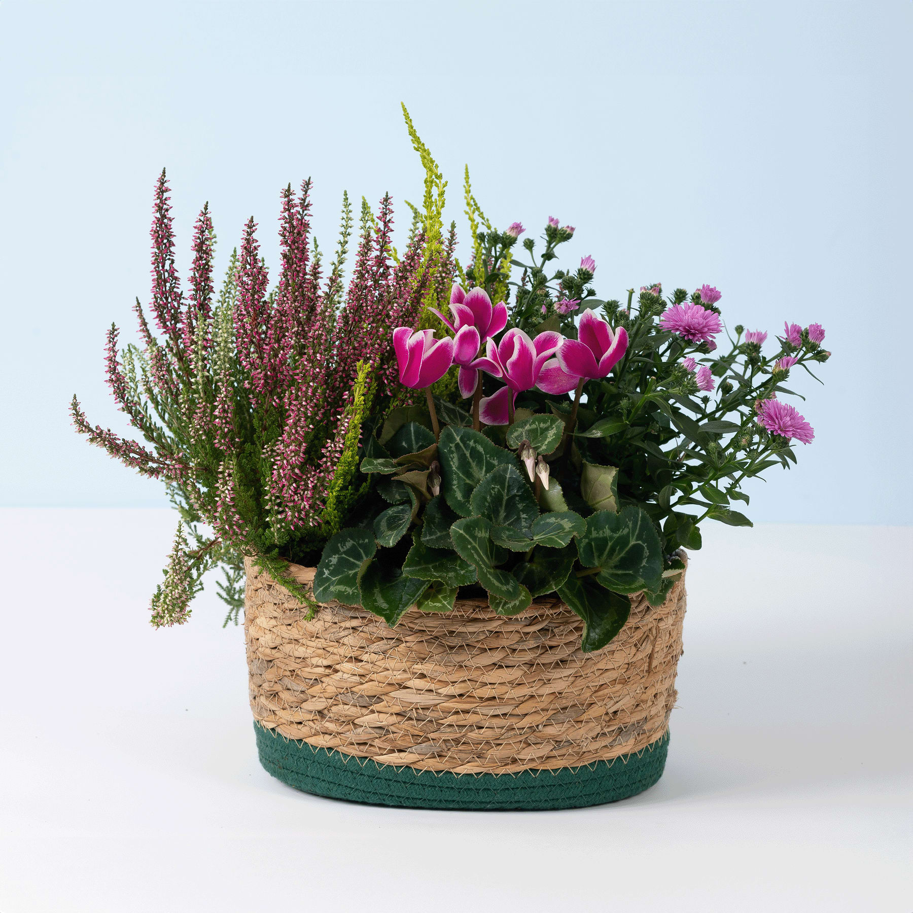 Ein geflochtener Korb, gefüllt mit einem farbenfrohen Arrangement aus lila Heidekraut, rosa Alpenveilchen und anderem üppigen Grün vor einem schlichten, hellen Hintergrund.