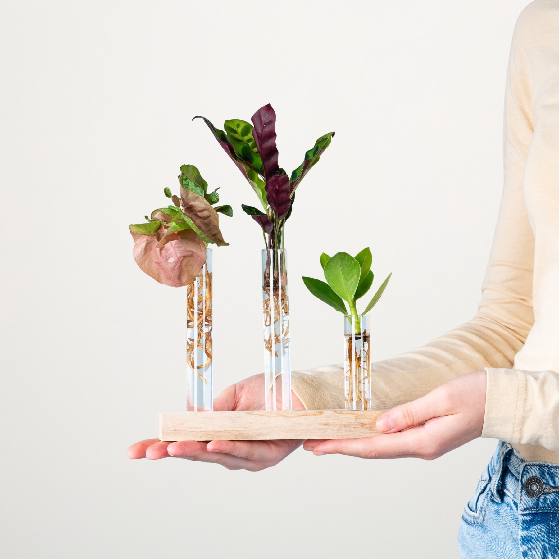 Das Bild zeigt die Hände einer Person, die vor einem schlichten weißen Hintergrund einen Holzständer mit verschiedenen bunten Gemüsesorten und Blättern hält, darunter ein rosa Rettich, grüne Blätter und violett gefärbte Blätter.