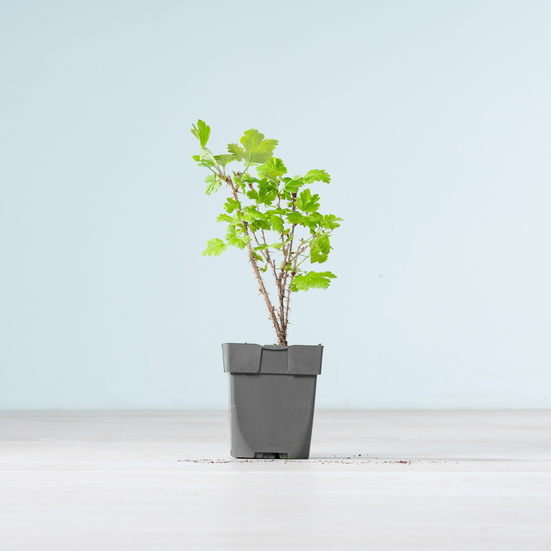 Eine kleine grüne Pflanze mit zarten Blättern, die in einem einfachen grauen Blumentopf vor einem schlichten hellblauen Hintergrund wächst.