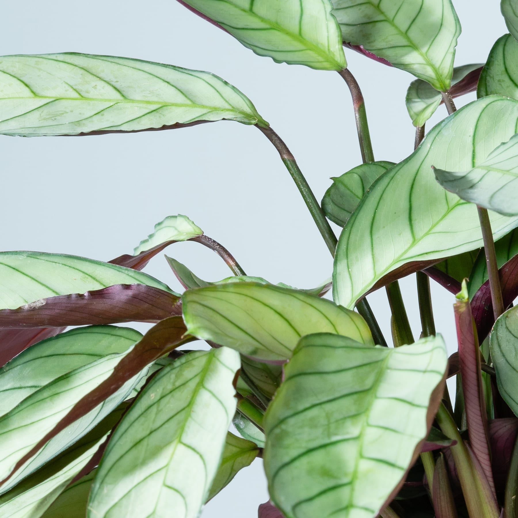 Üppige, leuchtend grüne Blätter mit tiefroten Adern und Stielen, die einen auffälligen Kontrast zum schlichten Hintergrund bilden.