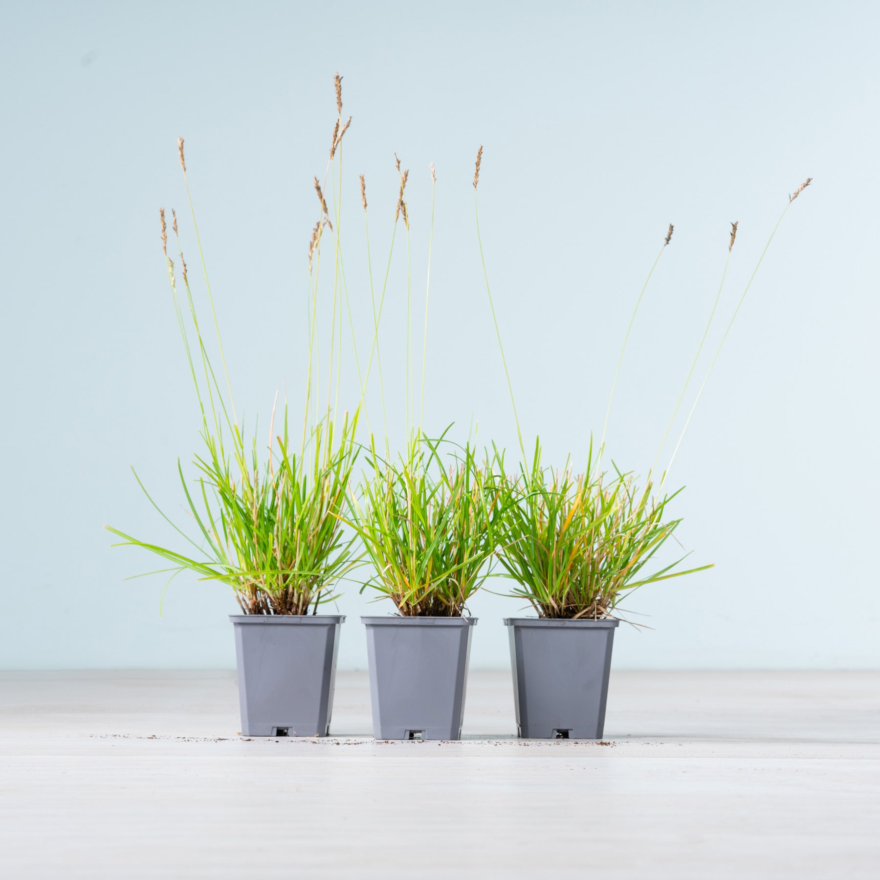 Drei Topfpflanzen mit saftig grünem Gras und Stängeln stehen im Vordergrund vor einem schlichten, hellen Hintergrund.