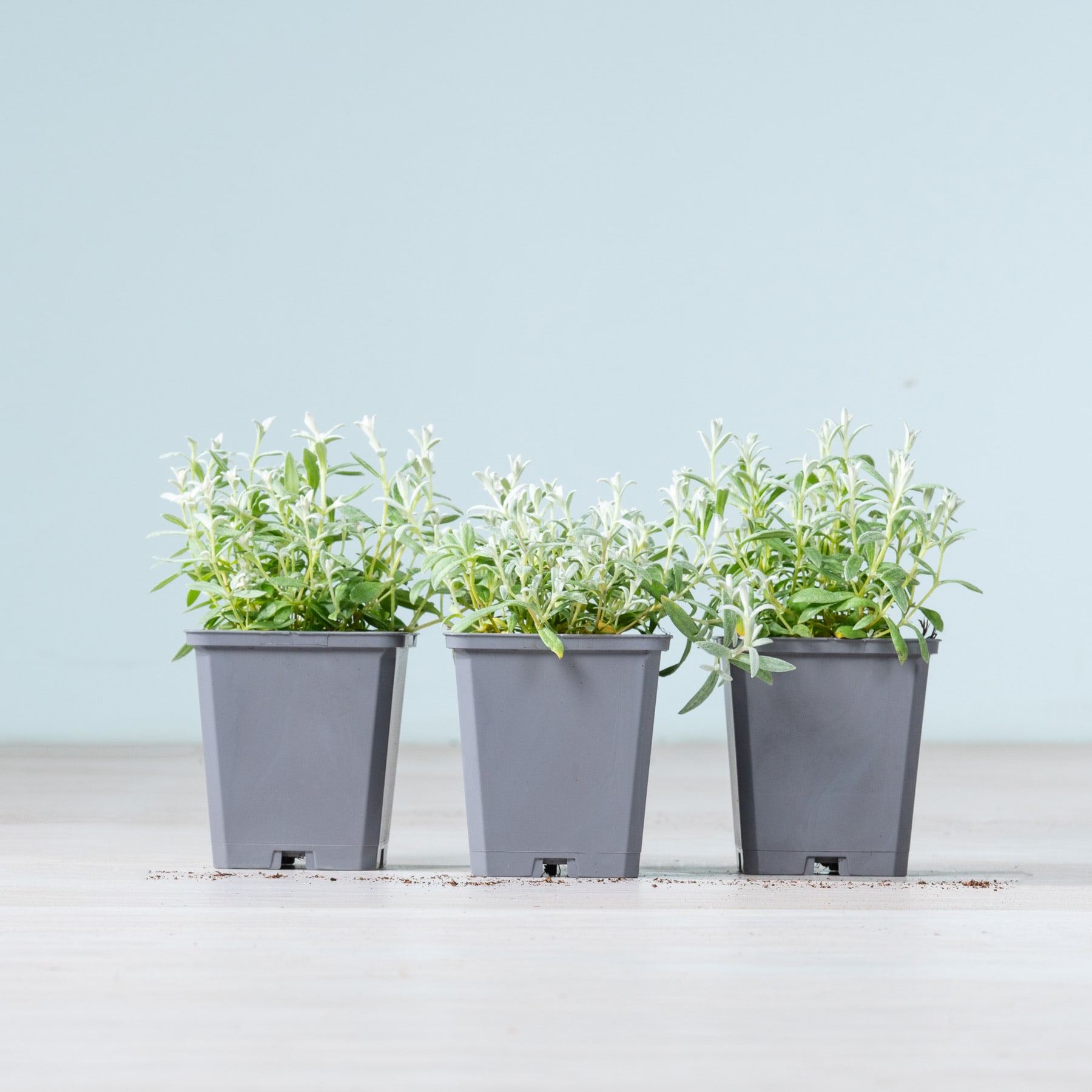 Drei graue Pflanzgefäße mit üppigen, grünen Pflanzen stehen auf einer hellen Oberfläche vor einem blassblauen Hintergrund.
