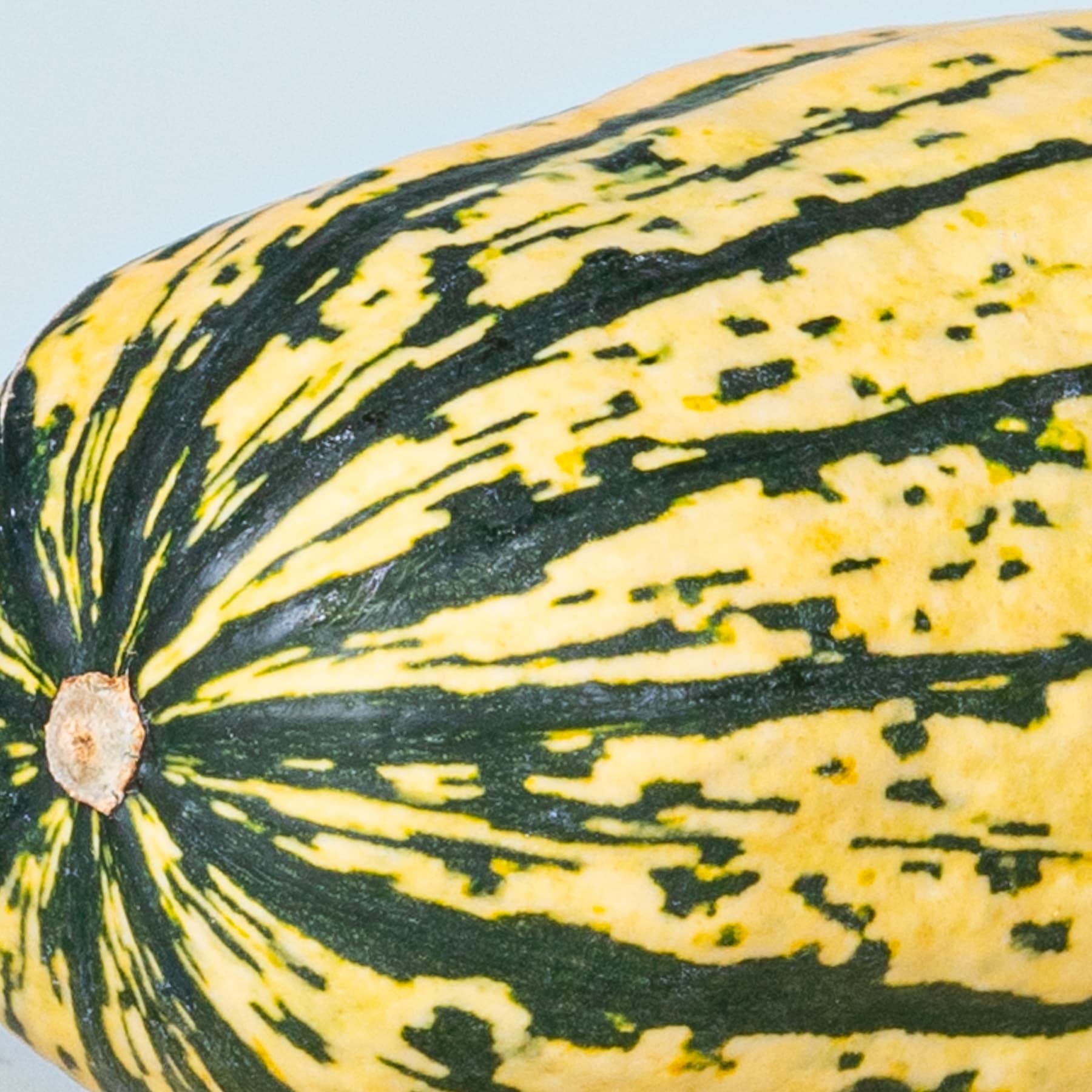 Ein leuchtend gemusterter Kürbis oder eine Kürbisfrucht mit einer Mischung aus dunkelgrünen und leuchtend gelben Farbtönen vor einem unscharfen, hellen Hintergrund.