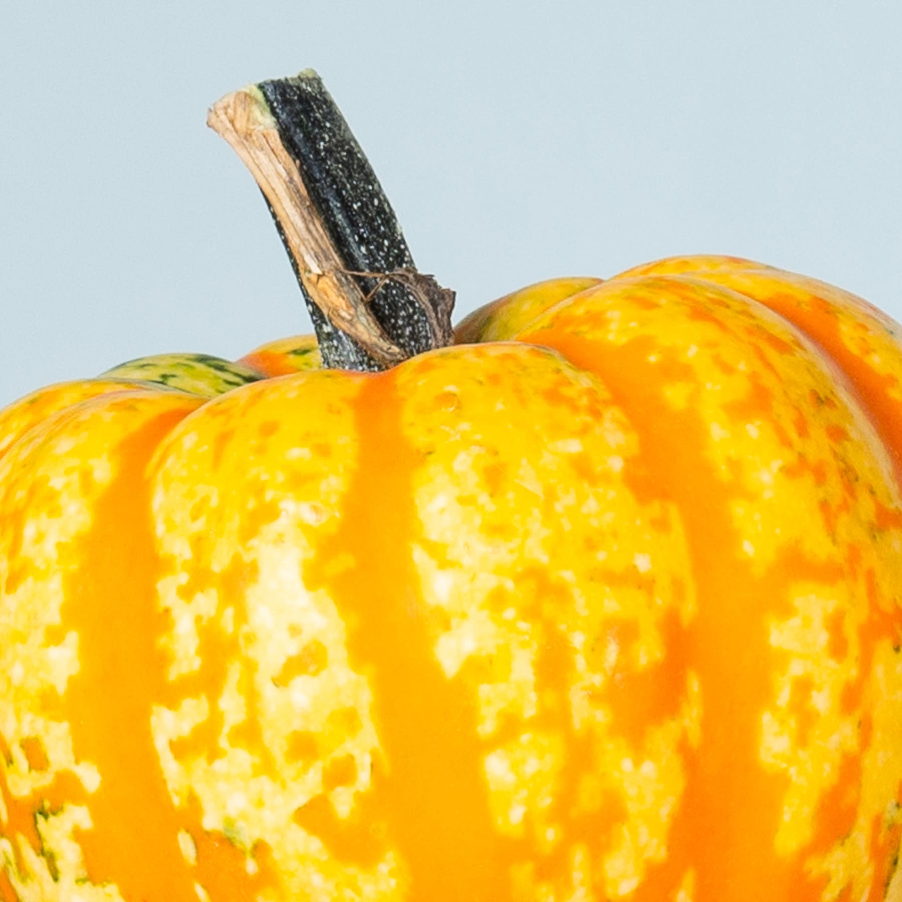 Ein leuchtend orangefarbener Kürbis mit rauer, strukturierter Oberfläche steht vor einem hellblauen Hintergrund.