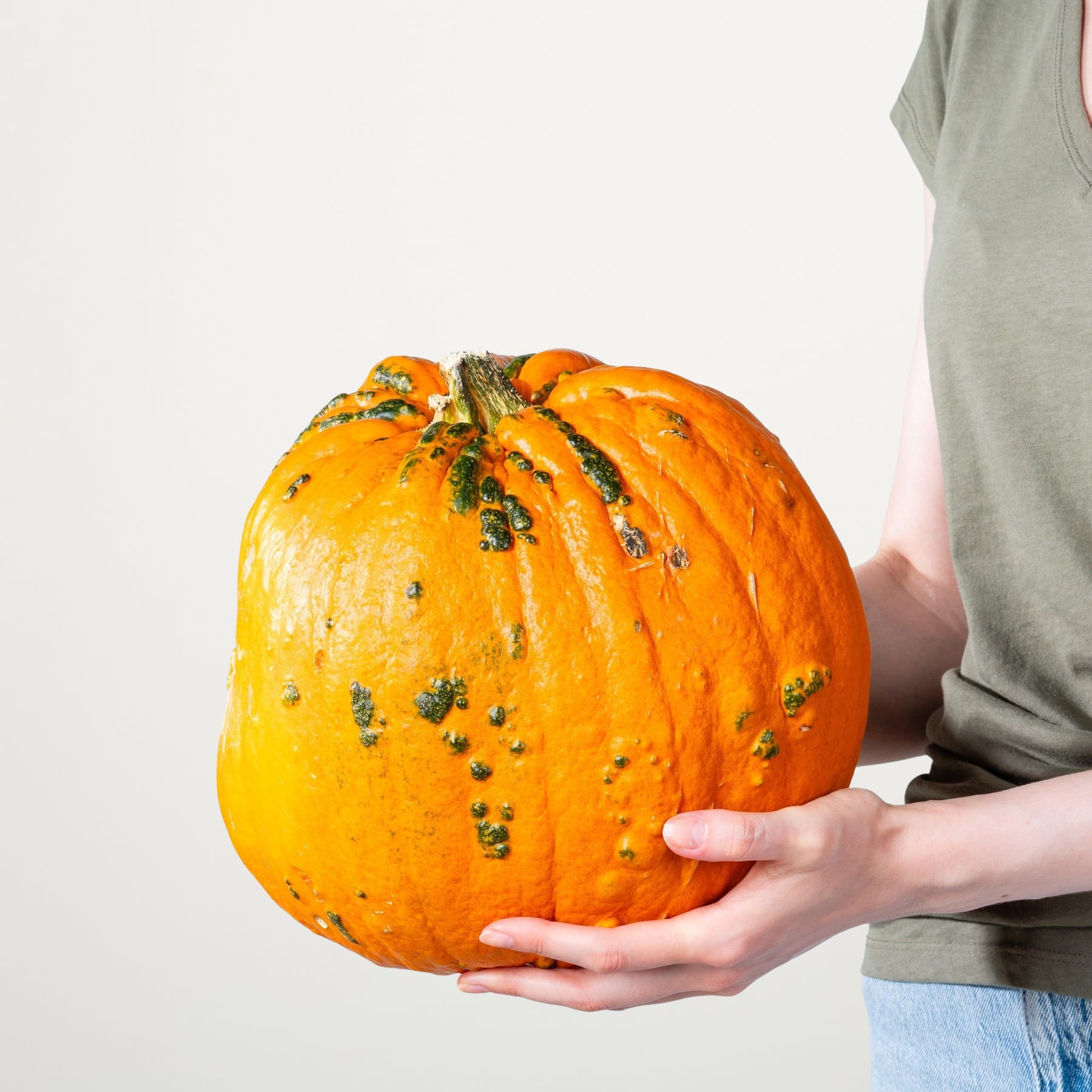 Ein großer, leuchtend orangefarbener Kürbis wird in den Händen einer Person gehalten, die ein graues Hemd vor einem schlichten weißen Hintergrund trägt.