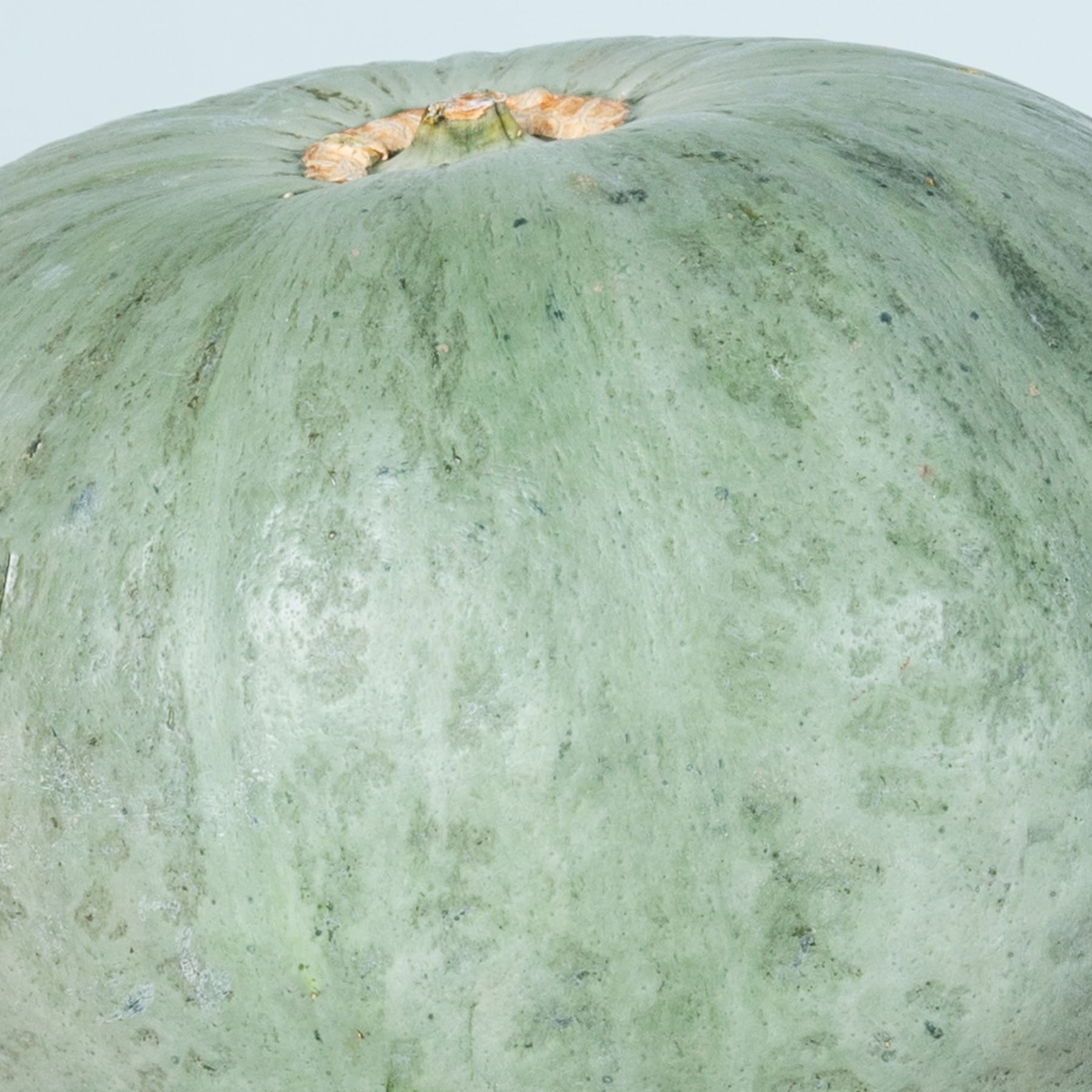 Eine große, grüne Melone mit einem kleinen, orangefarbenen Stiel, der auf ihrer Oberfläche sichtbar ist, vor einem schlichten, hellen Hintergrund.