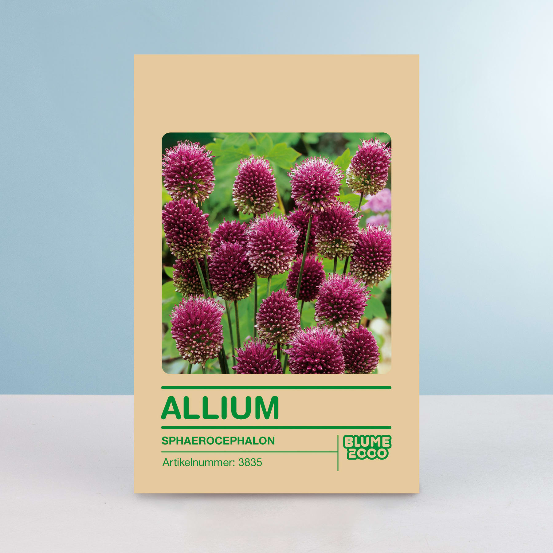 Das Bild zeigt eine Nahaufnahme leuchtender, kugelförmiger violetter Blüten vor einem unscharfen grünen Hintergrund mit einem Etikett, das die Pflanze als Allium ausweist, eine Art Blütenpflanze.