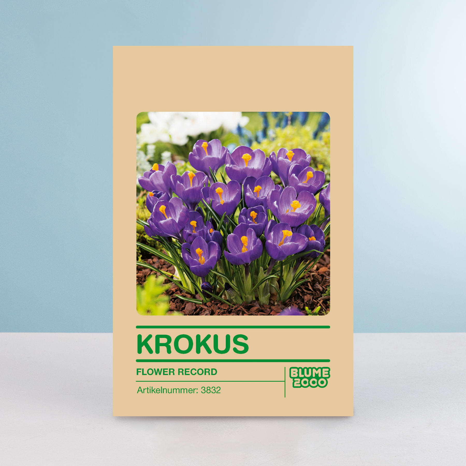 Das Bild zeigt eine Verpackung für eine Blumenschallplatte mit einer Nahaufnahme von leuchtend violetten Krokusblüten, die in einer natürlichen Umgebung blühen.