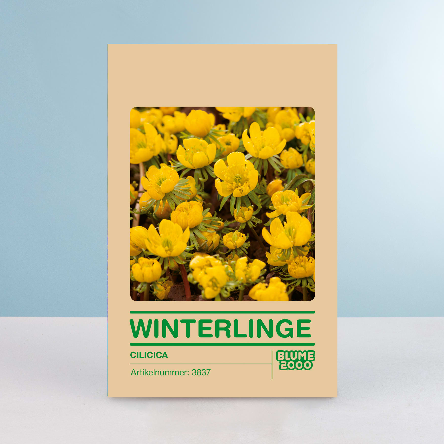 Das Bild zeigt eine Nahaufnahme einer Gruppe leuchtend gelber Blüten, die Winterlinge zu sein scheinen, vor einem hellblauen Hintergrund. Die Blüten bilden den Mittelpunkt und füllen den Rahmen mit ihren hellen, fröhlichen Farbtönen.