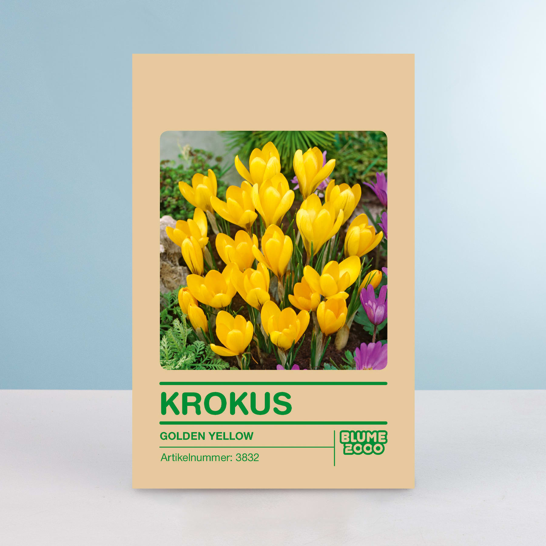 Eine Packung Krokuszwiebeln mit leuchtend goldgelben Krokusblüten im Vordergrund vor einem schlichten blauen Hintergrund.