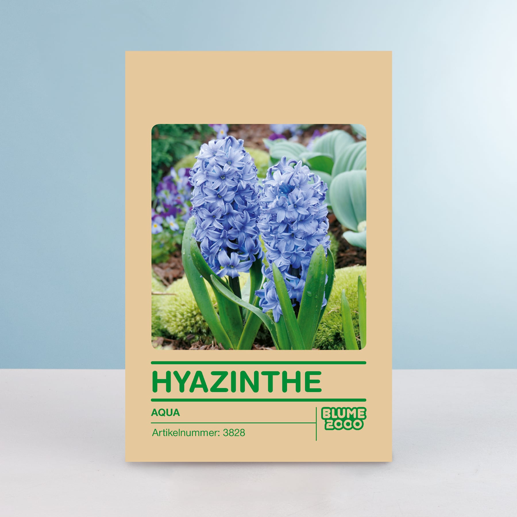 Das Bild zeigt eine Nahaufnahme mehrerer leuchtend blauer Hyazinthenblüten, die in einer Gartenumgebung vor einem schlichten beigen Hintergrund blühen.