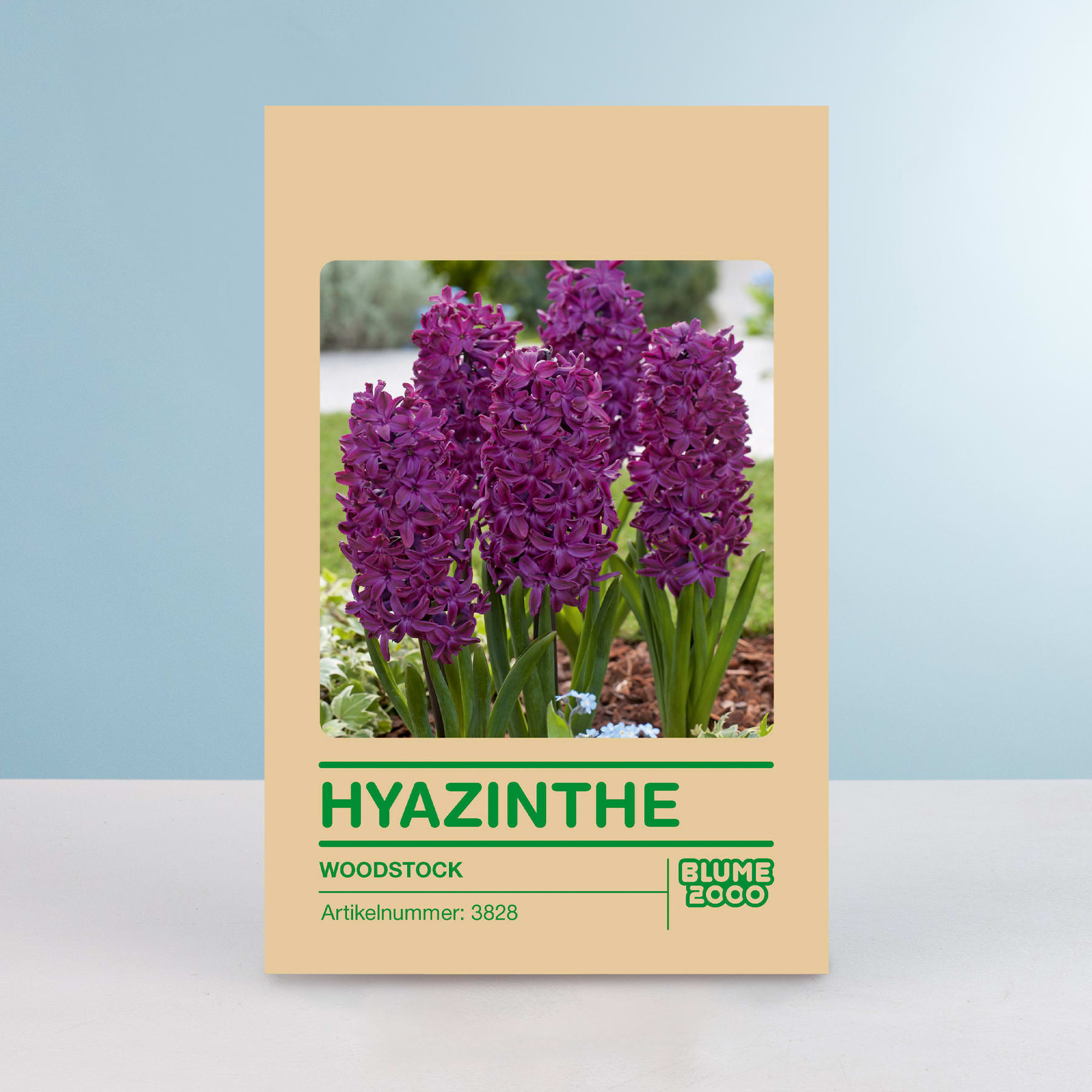 Das Bild zeigt eine Packung Hyazinthenzwiebeln mit einem leuchtend violetten Blütenstand im Vordergrund vor einem unscharfen Hintergrund.
