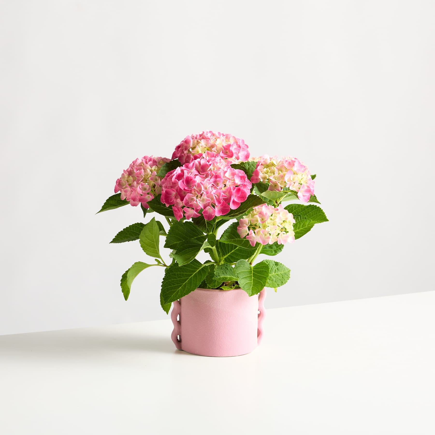 Ein farbenfroher Strauß rosa und weißer Hortensienblüten steht in einem rosa Keramiktopf vor einem schlichten weißen Hintergrund.