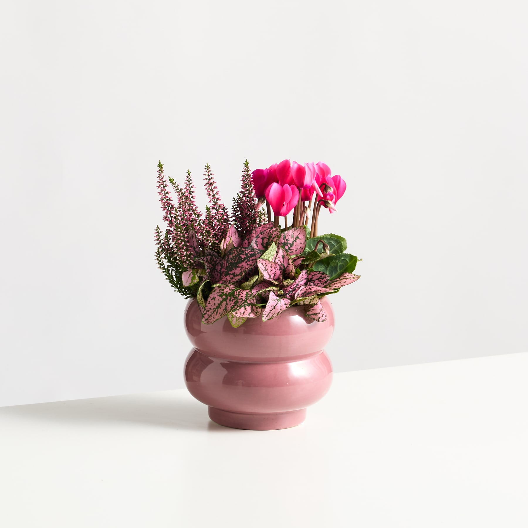 Eine rosafarbene Keramikvase, gefüllt mit leuchtend rosa Alpenveilchenblüten und lila Heidekraut, vor einem schlichten weißen Hintergrund.