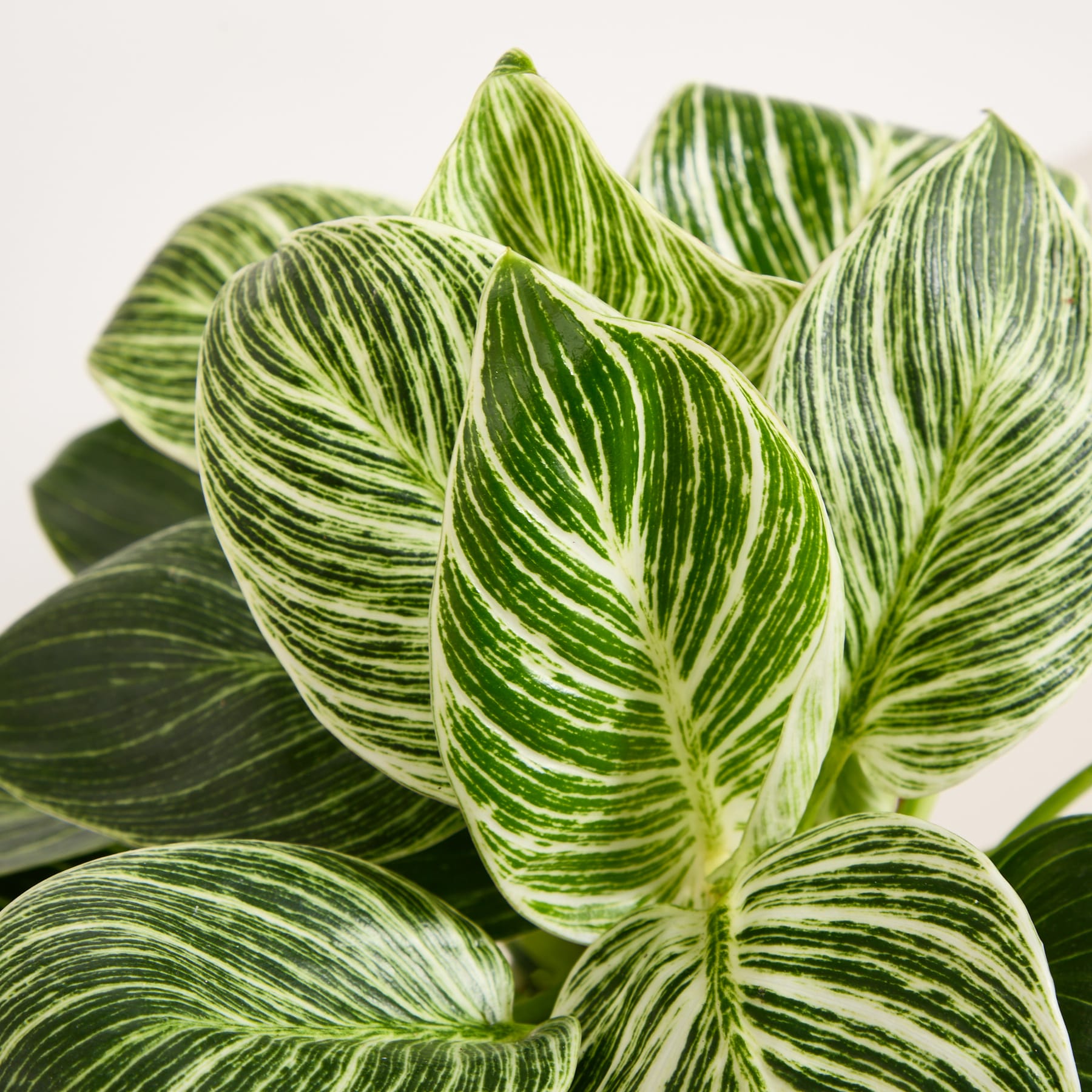 Eine Topfpflanze mit großen, üppigen grünen Blättern steht auf einem schlichten weißen Hintergrund.