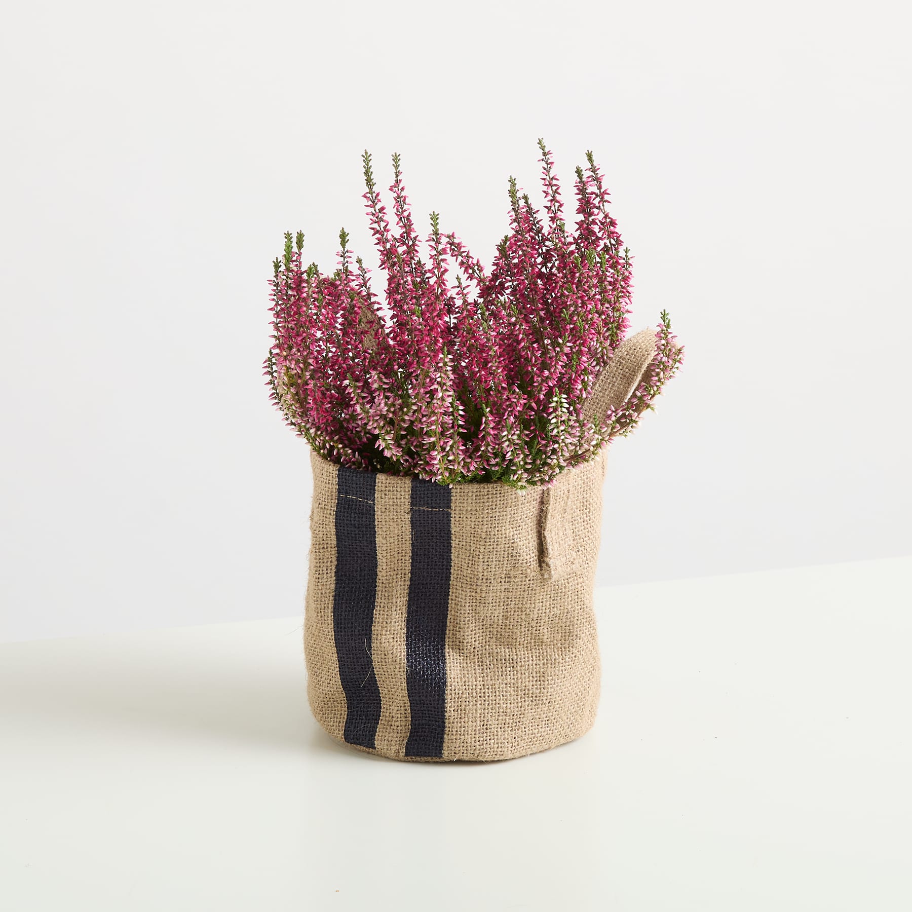 Auf einem schlichten weißen Hintergrund steht ein Jutesack voller leuchtend rosa Heideblüten.