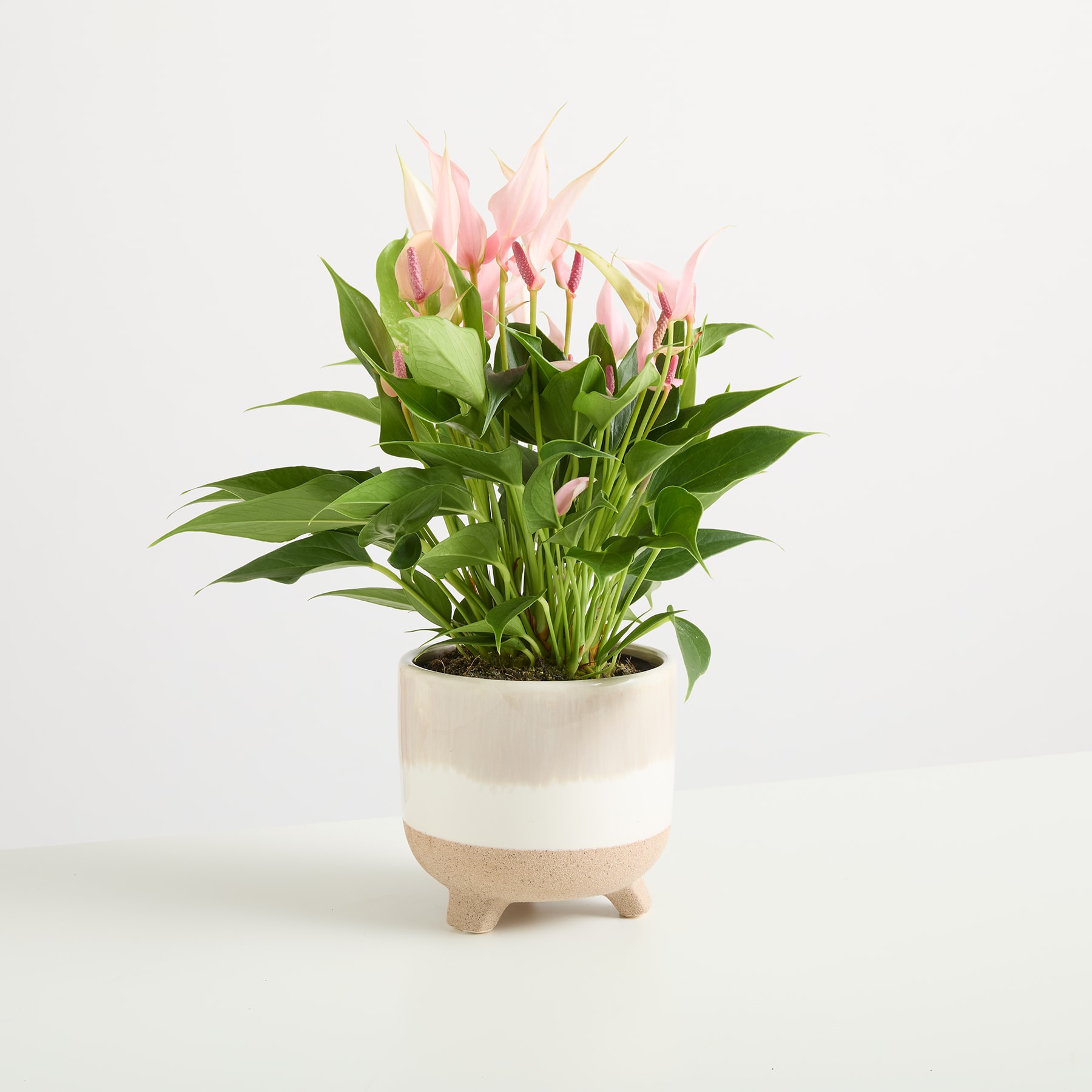 Eine Topfpflanze mit rosa Blüten und grünen Blättern steht auf einem schlichten weißen Hintergrund.