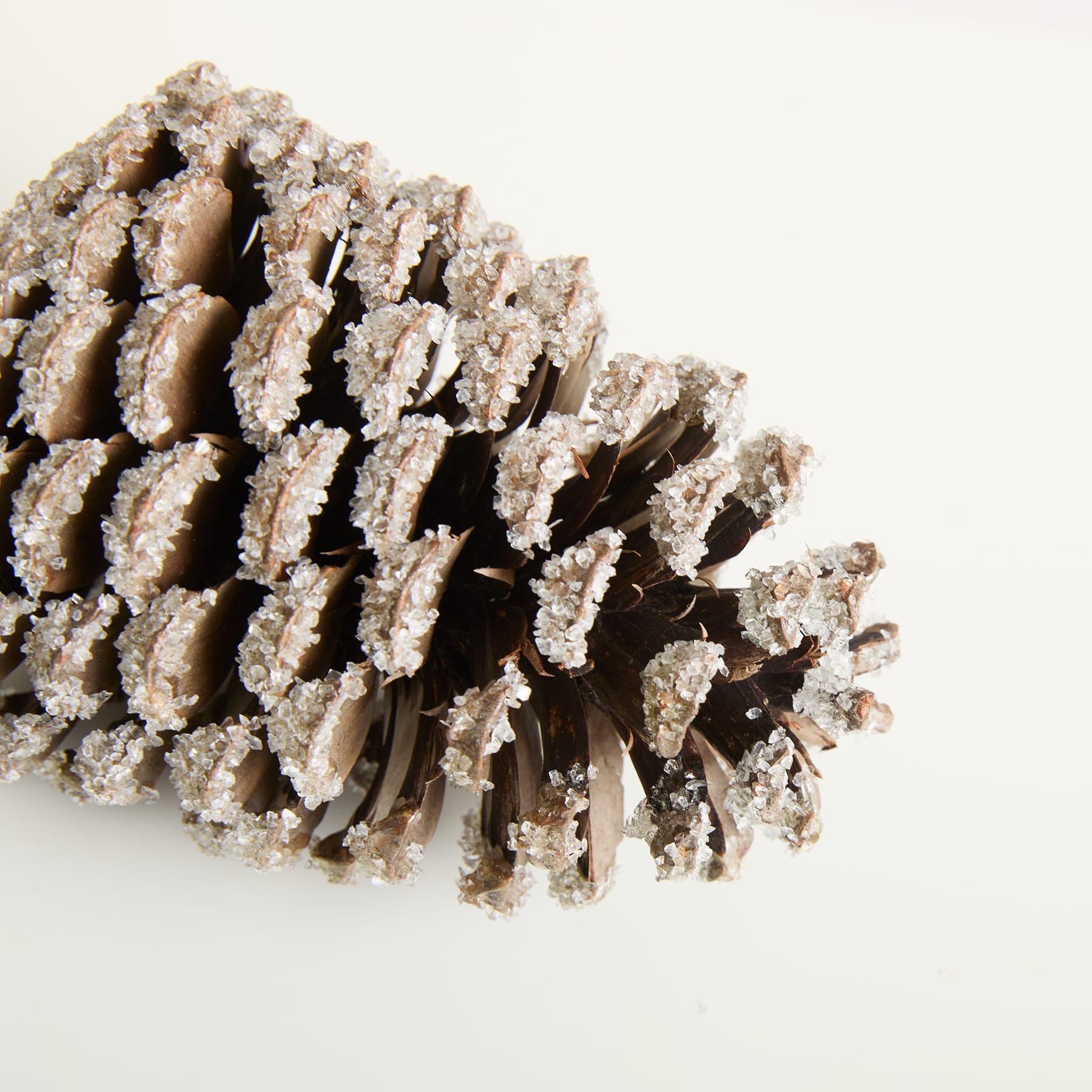 Eine Nahaufnahme eines mit einer Schicht Frost oder Schnee bedeckten Tannenzapfens vor einem schlichten weißen Hintergrund.