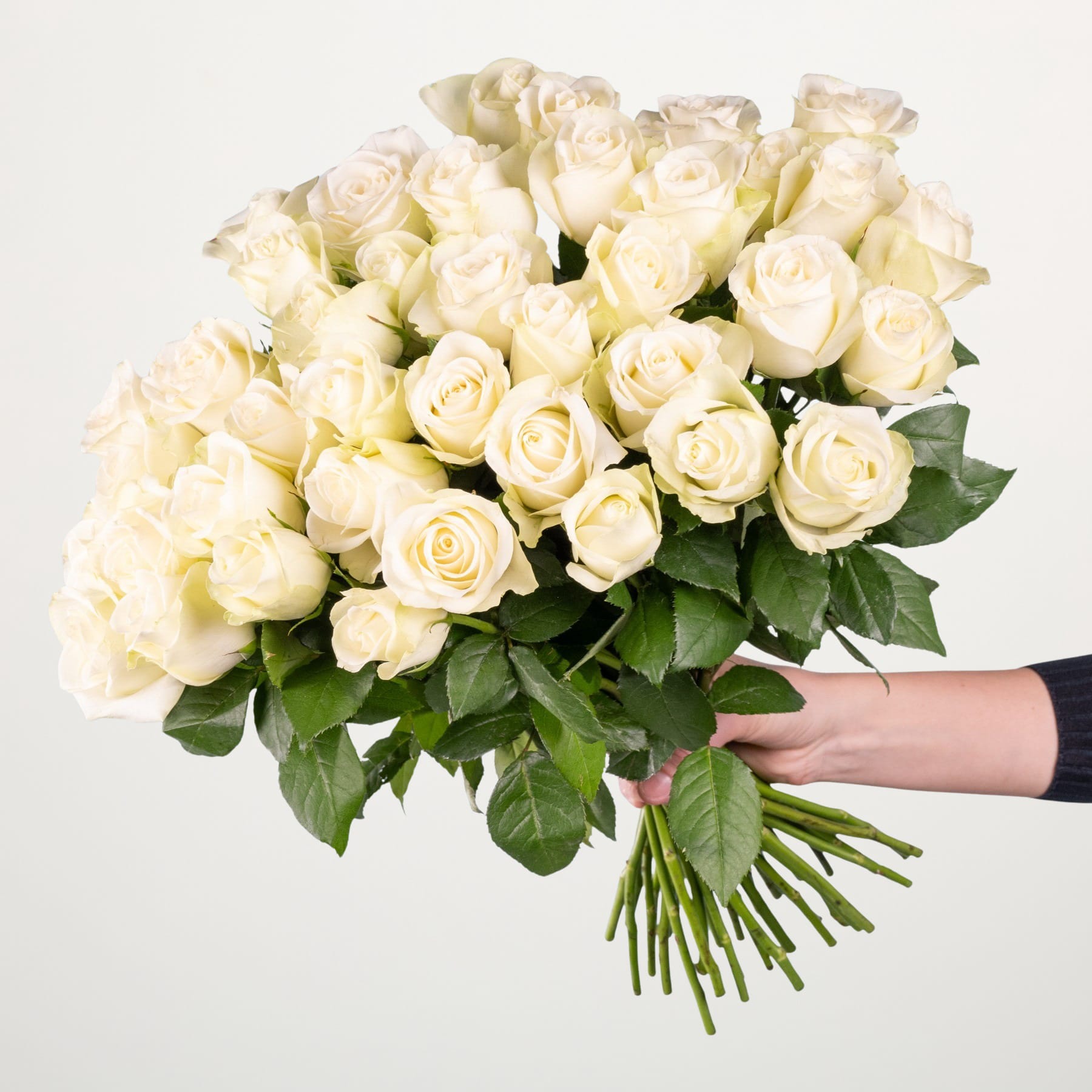 Ein großer Strauß wunderschöner, cremeweißer Rosen, der vor einem schlichten weißen Hintergrund in den Händen einer Person gehalten wird.