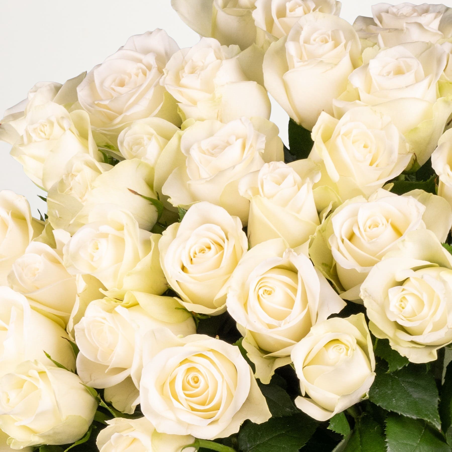 Ein Strauß wunderschöner, cremeweißer Rosen füllt den Rahmen. Ihre zarten Blütenblätter und das üppige Laub bilden eine heitere und elegante Komposition vor einem schlichten, hellen Hintergrund.