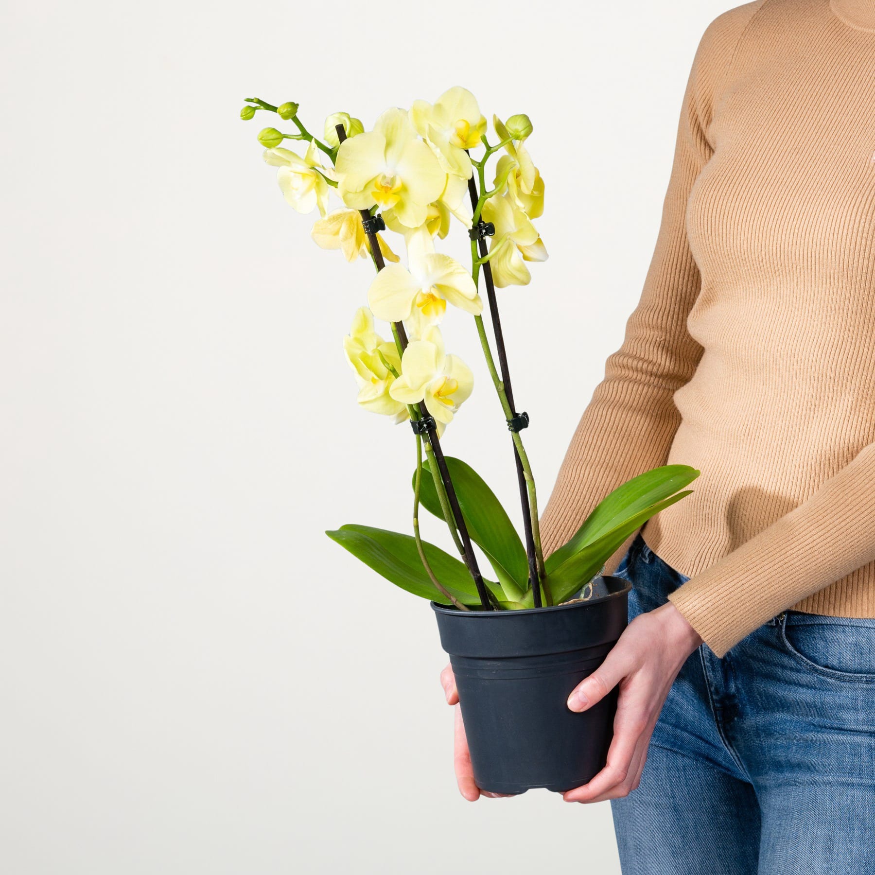 Eine Person hält eine Orchidee im Topf mit leuchtend gelben Blüten vor einem schlichten weißen Hintergrund.