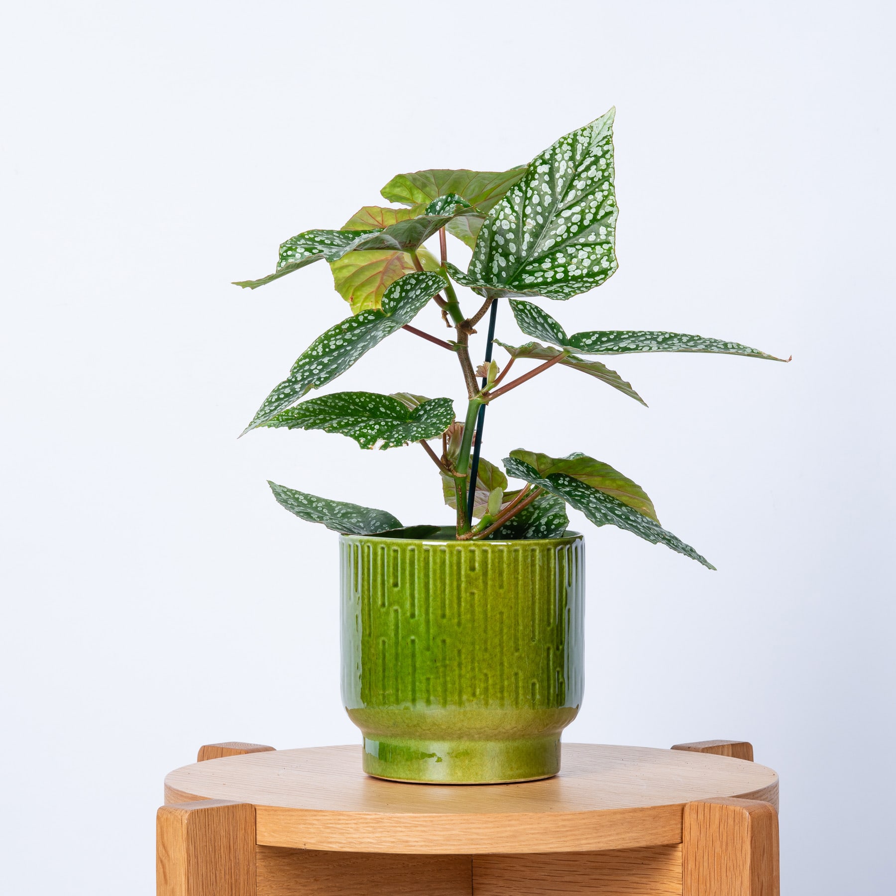 Eine Topfpflanze mit großen, bunten Blättern steht auf einer Holzoberfläche vor einem schlichten weißen Hintergrund.