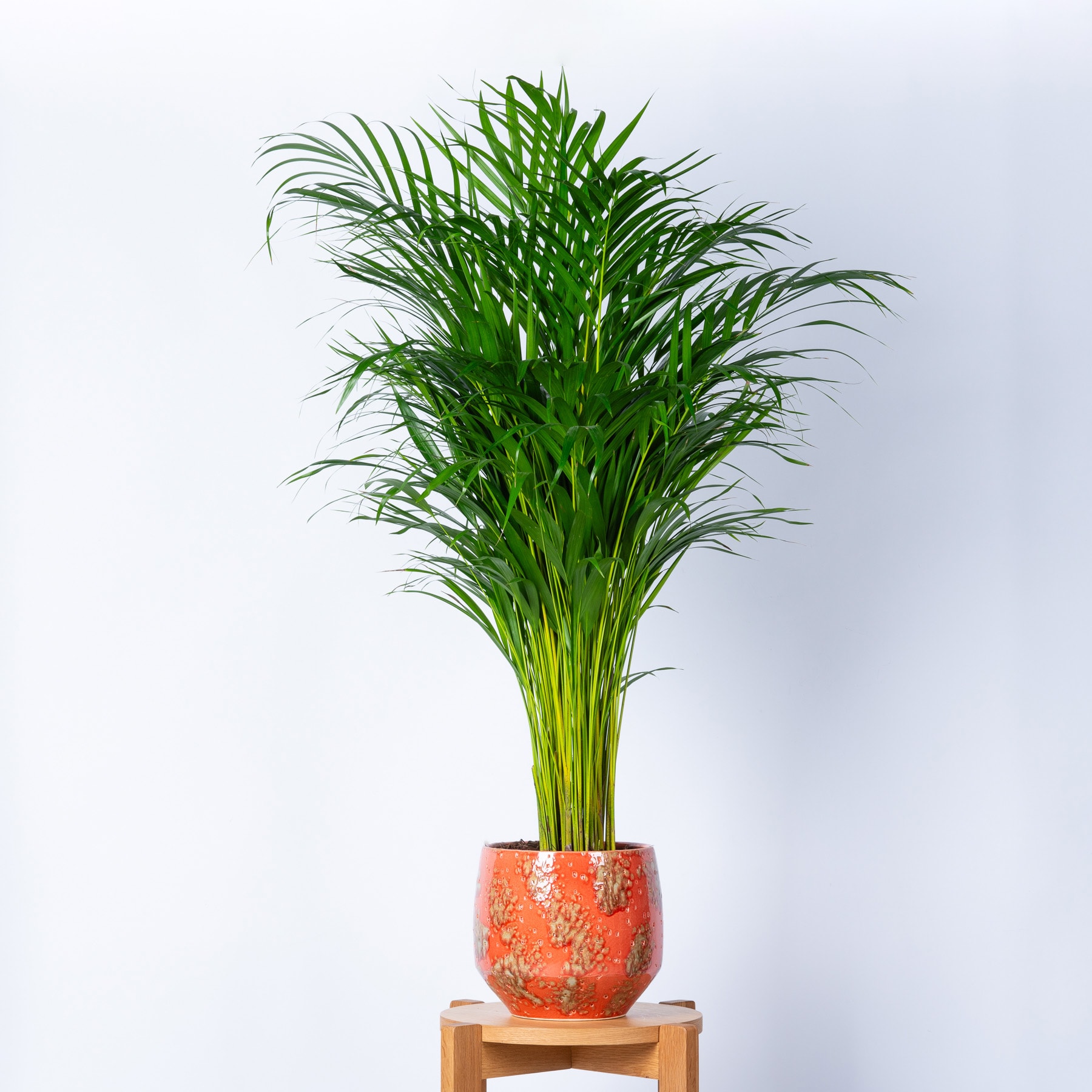 Eine üppige, grüne Palme steht hoch in einem farbenfrohen, gemusterten Keramiktopf vor einem schlichten weißen Hintergrund.