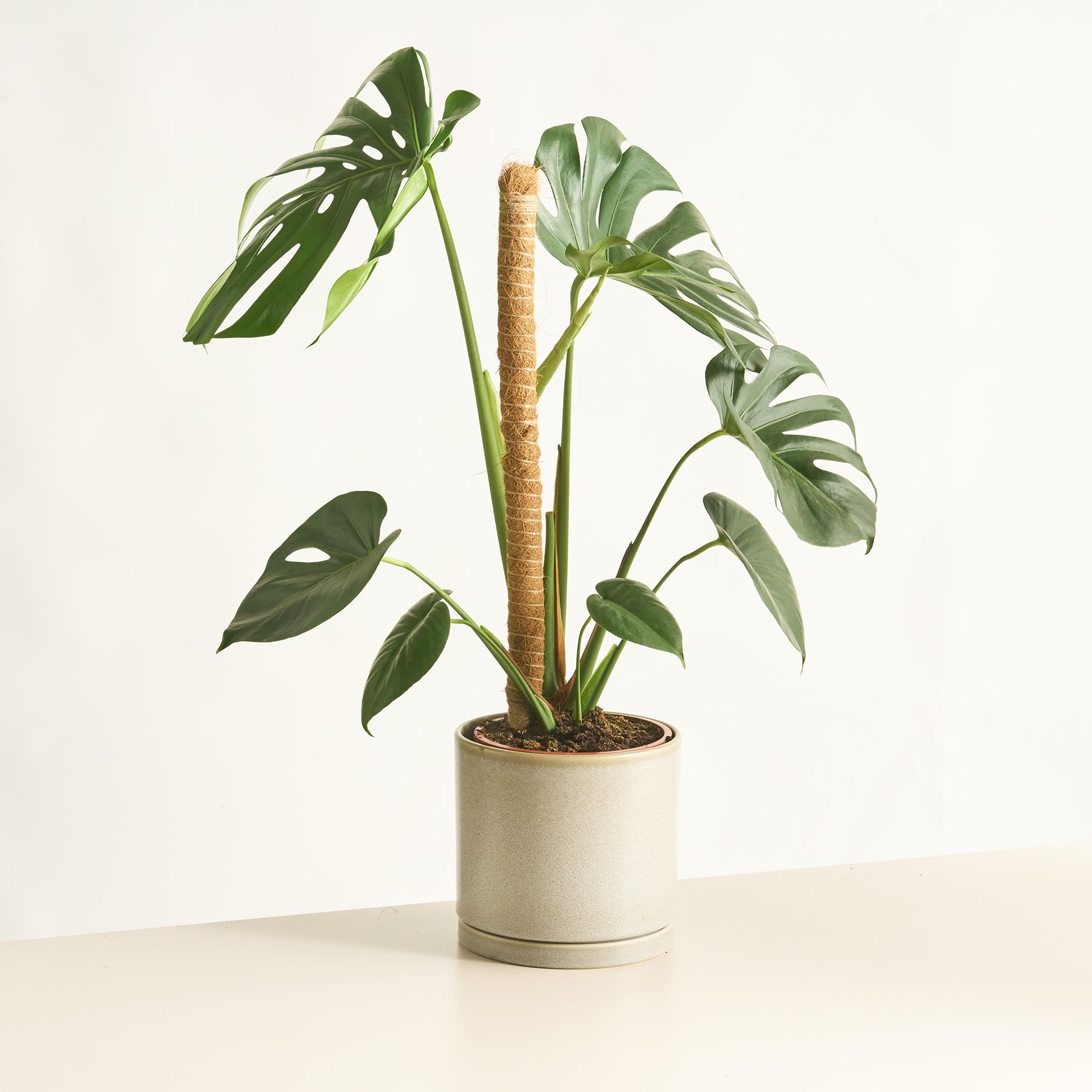 Eine tropische Topfpflanze mit großen, üppigen grünen Blättern steht auf einer hellen Oberfläche vor einem schlichten weißen Hintergrund.