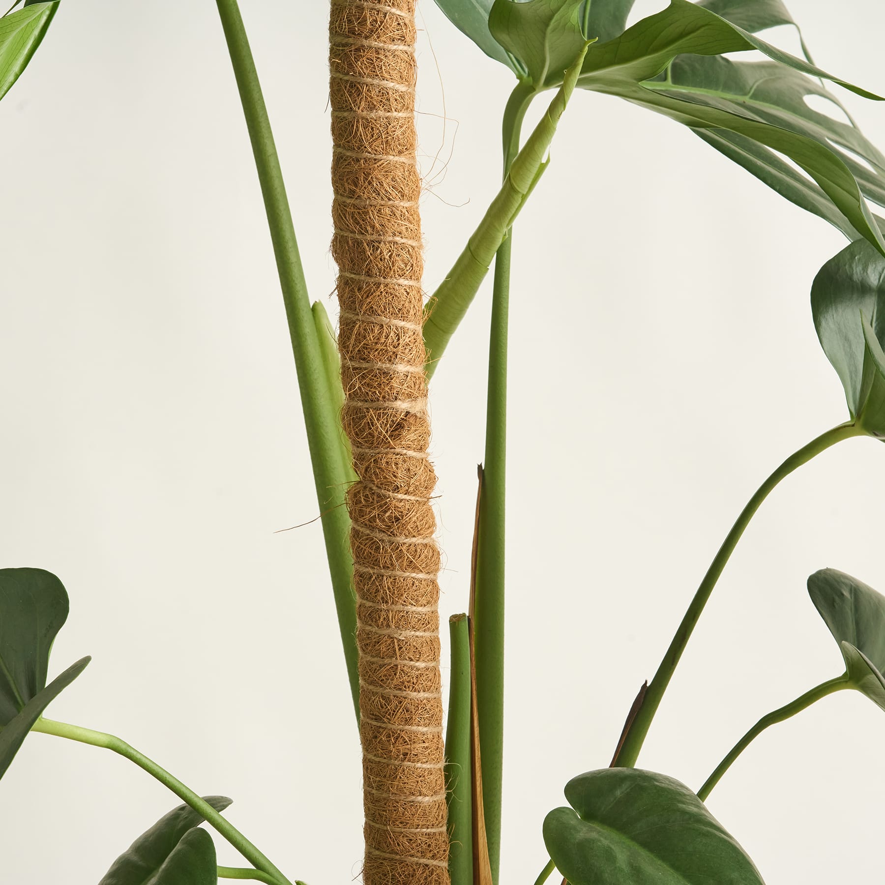 Das Bild zeigt eine Nahaufnahme eines Pflanzenstiels, der in ein grobes, faseriges Material eingewickelt und von üppigen grünen Blättern vor einem schlichten Hintergrund umgeben ist.