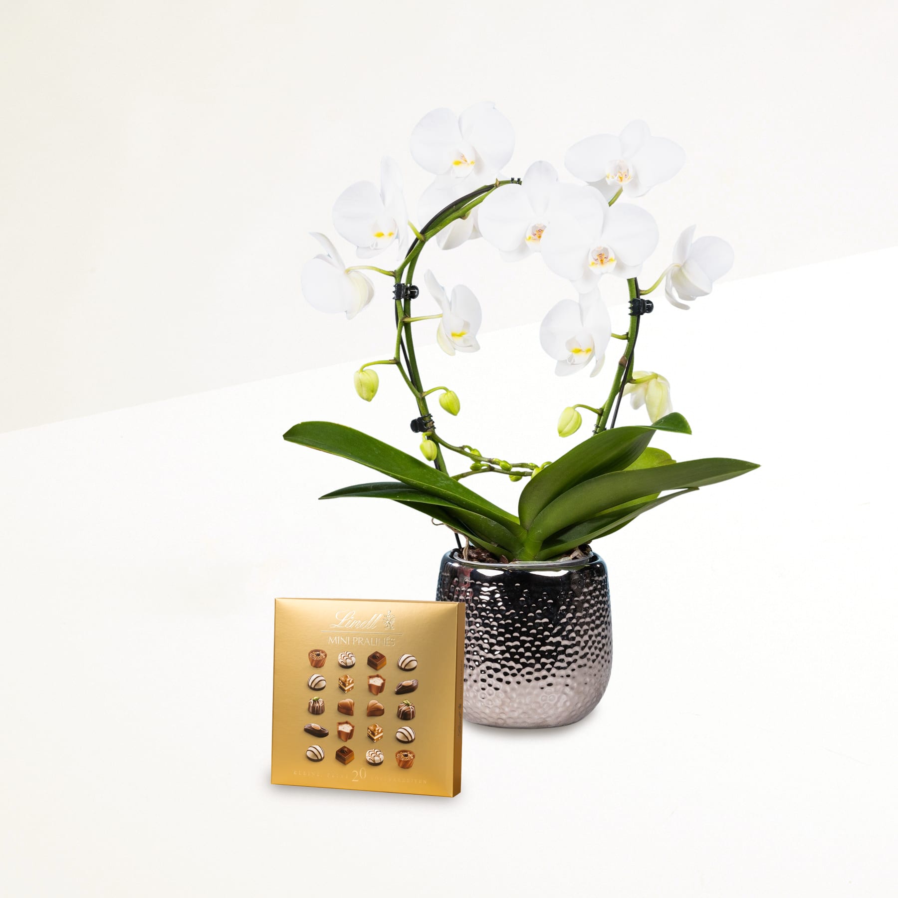 Auf einem Tisch steht vor einem schlichten weißen Hintergrund eine weiße Orchidee im Topf, begleitet von einem kleinen goldenen quadratischen Objekt, möglicherweise einem dekorativen Element oder Accessoire.