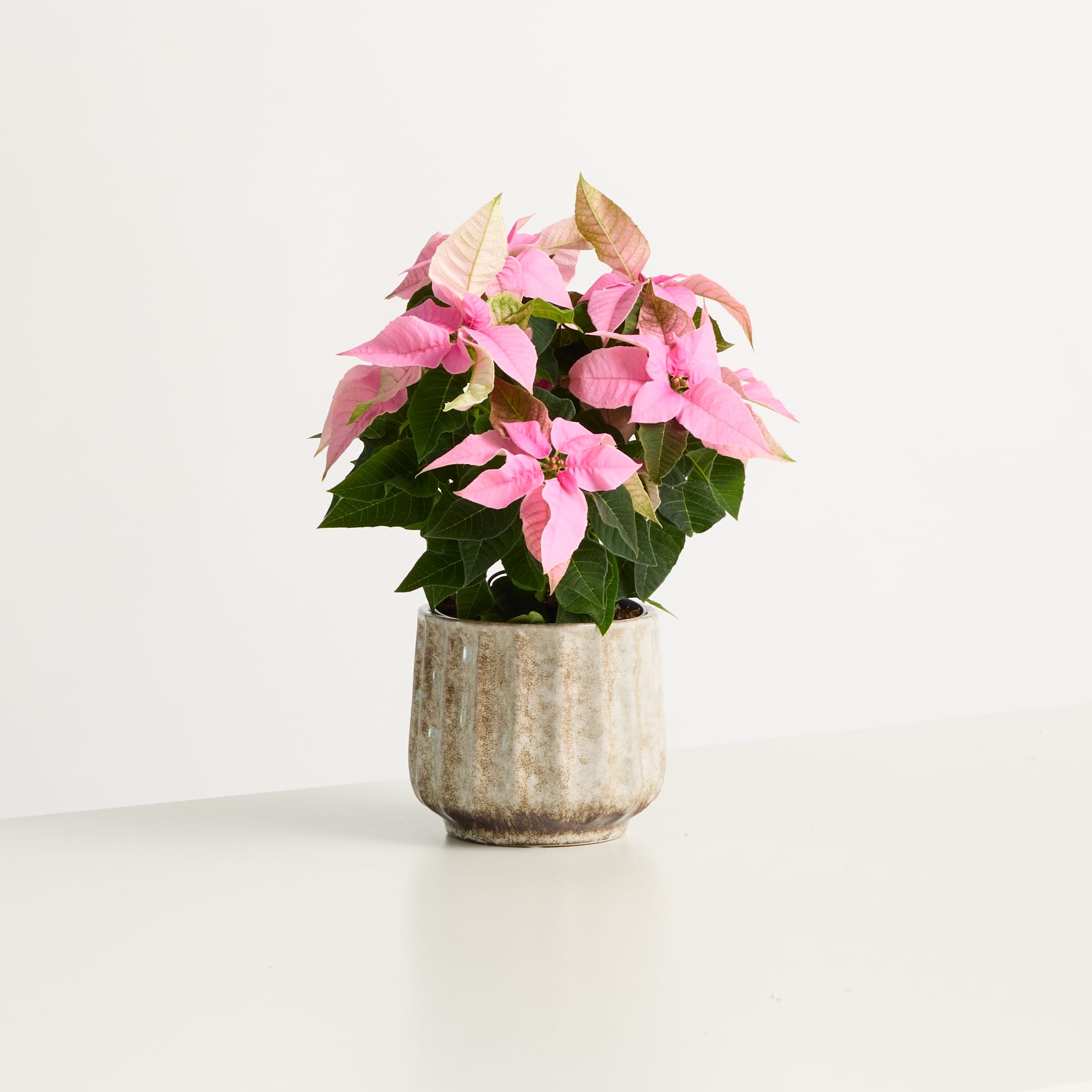 Ein Strauß leuchtend rosa Blumen in einem rustikalen Keramiktopf steht auf einem schlichten weißen Hintergrund.