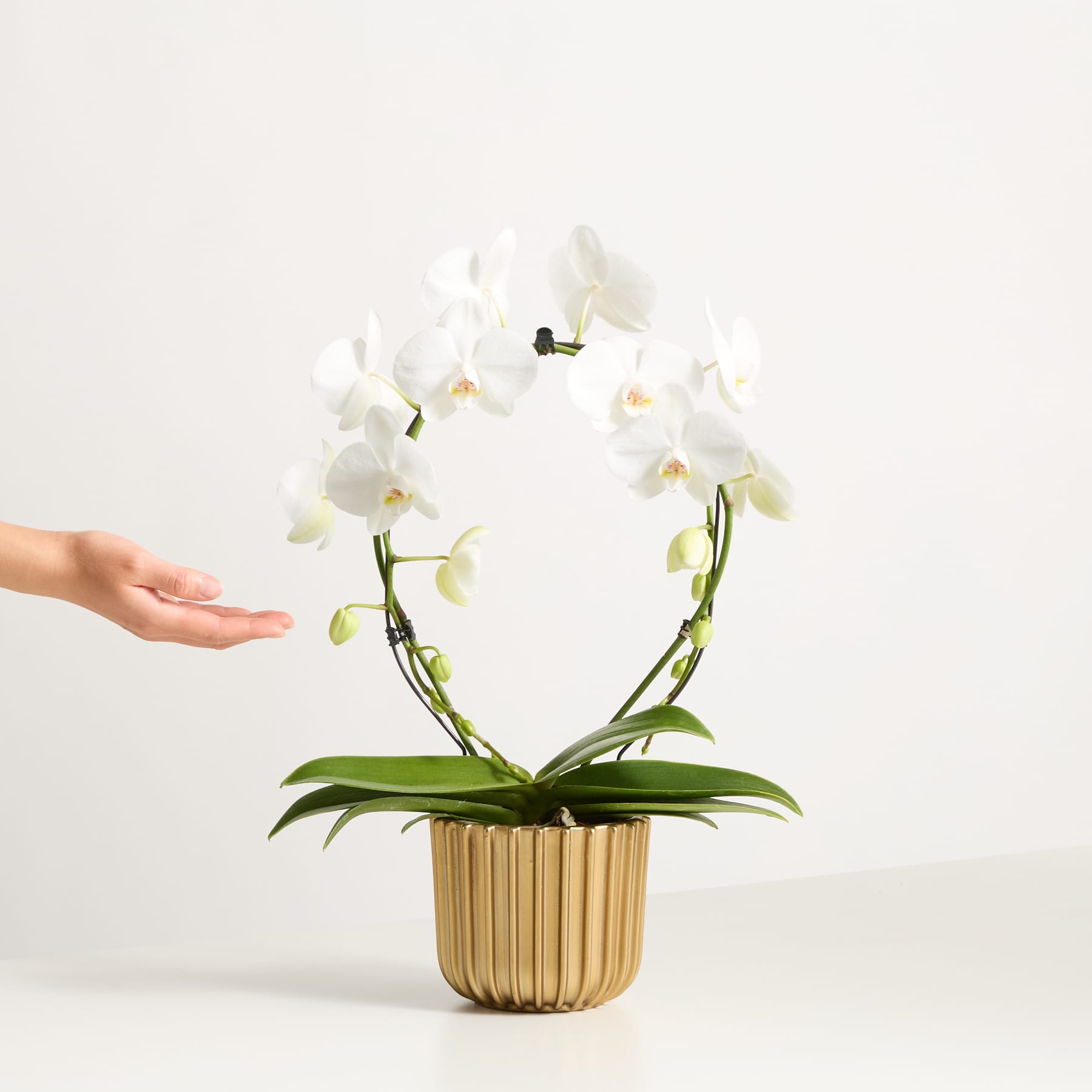 Eine weiße Orchidee im Topf mit zarten Blüten steht auf einer Holzoberfläche vor einem schlichten weißen Hintergrund, eine Hand streckt sich nach der Pflanze aus.