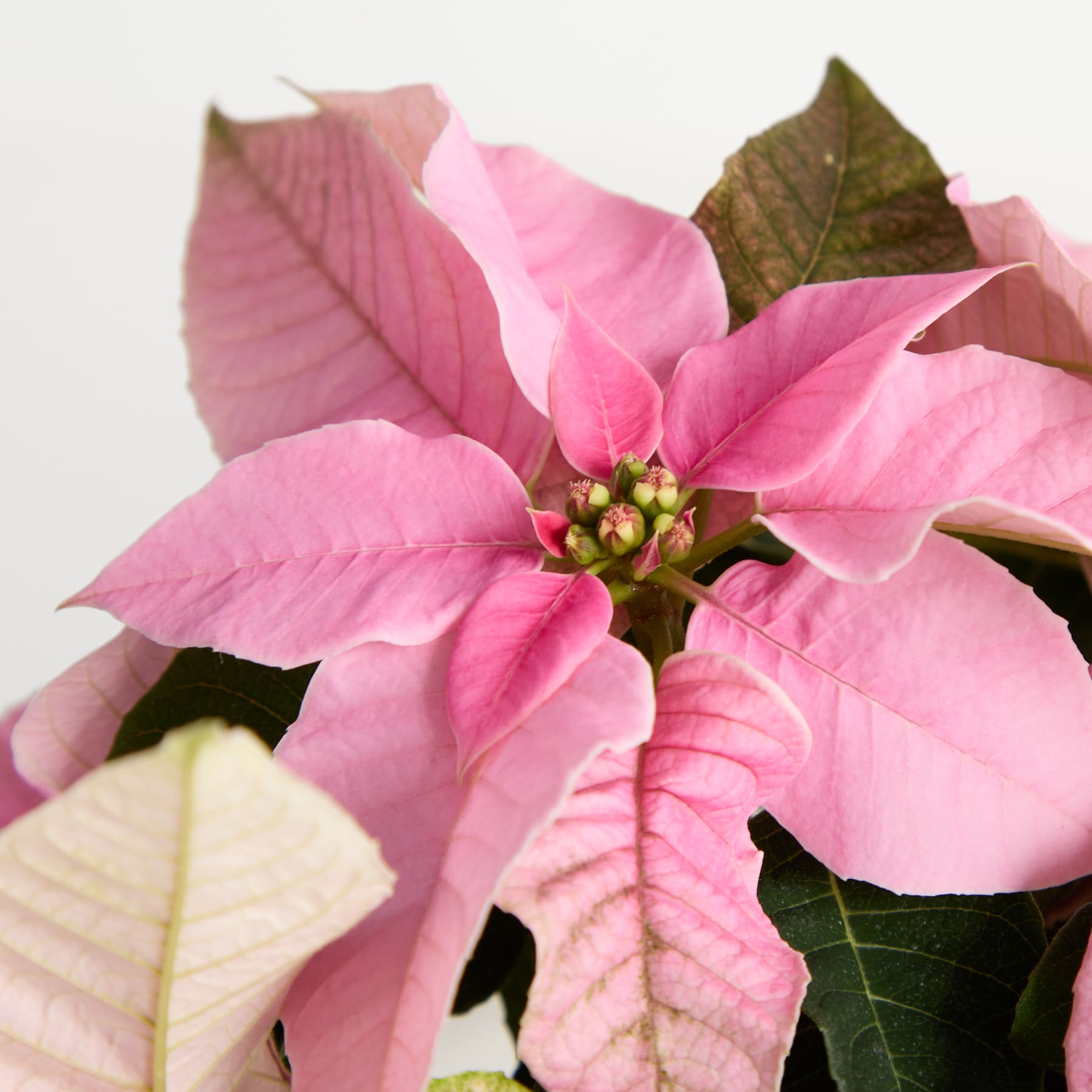Eine leuchtend rosa Weihnachtssternblüte mit üppigen grünen Blättern hebt sich von einem schlichten weißen Hintergrund ab.