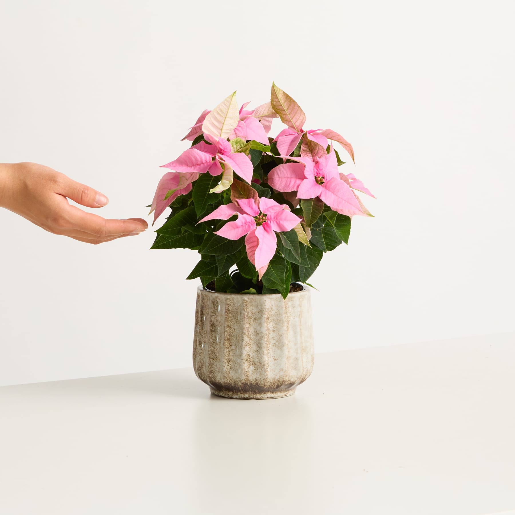 Eine Hand berührt sanft eine Topfpflanze mit leuchtend rosa Blüten vor einem schlichten weißen Hintergrund.