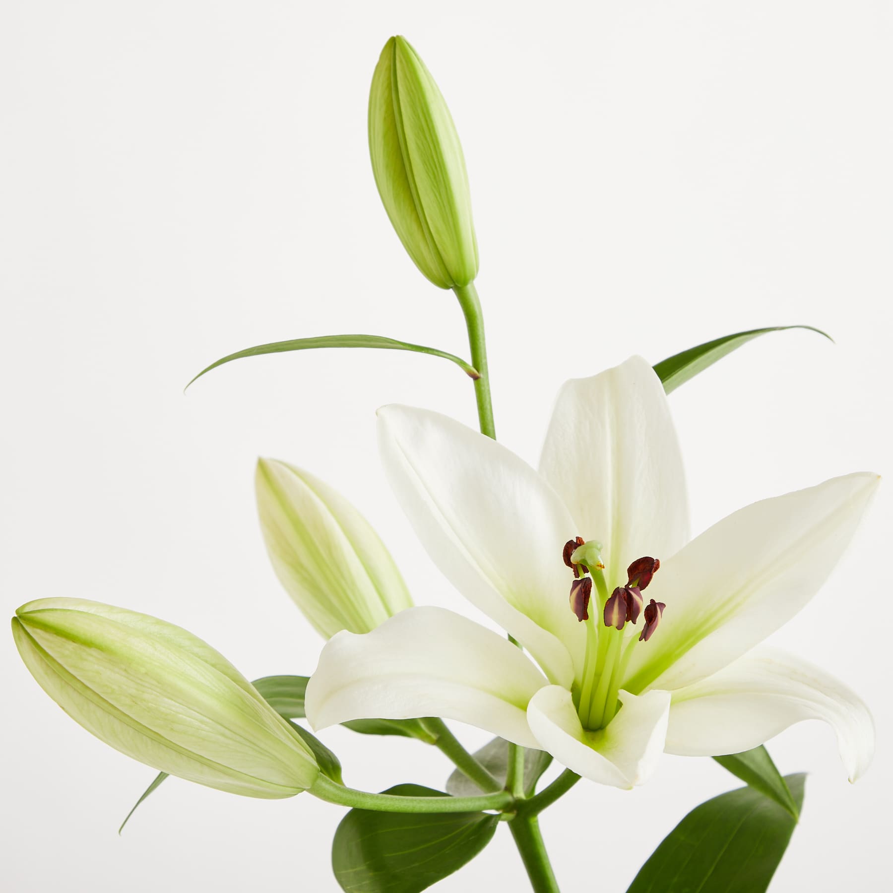 Eine wunderschöne weiße Lilienblüte mit grünen Blättern und Knospen vor einem schlichten weißen Hintergrund.