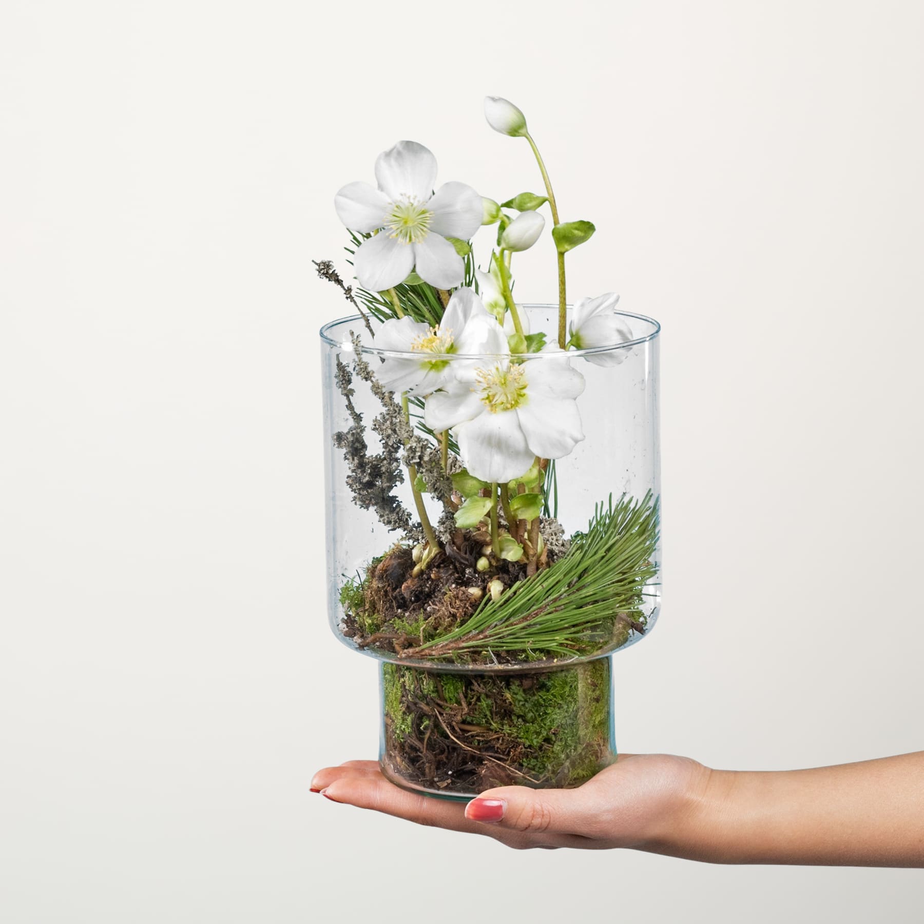 Ein Glasbehälter mit einer kleinen Pflanze mit zarten weißen Blüten, umgeben von Moos und Kiefernnadeln, die in einer menschlichen Hand vor einem schlichten Hintergrund ruht.