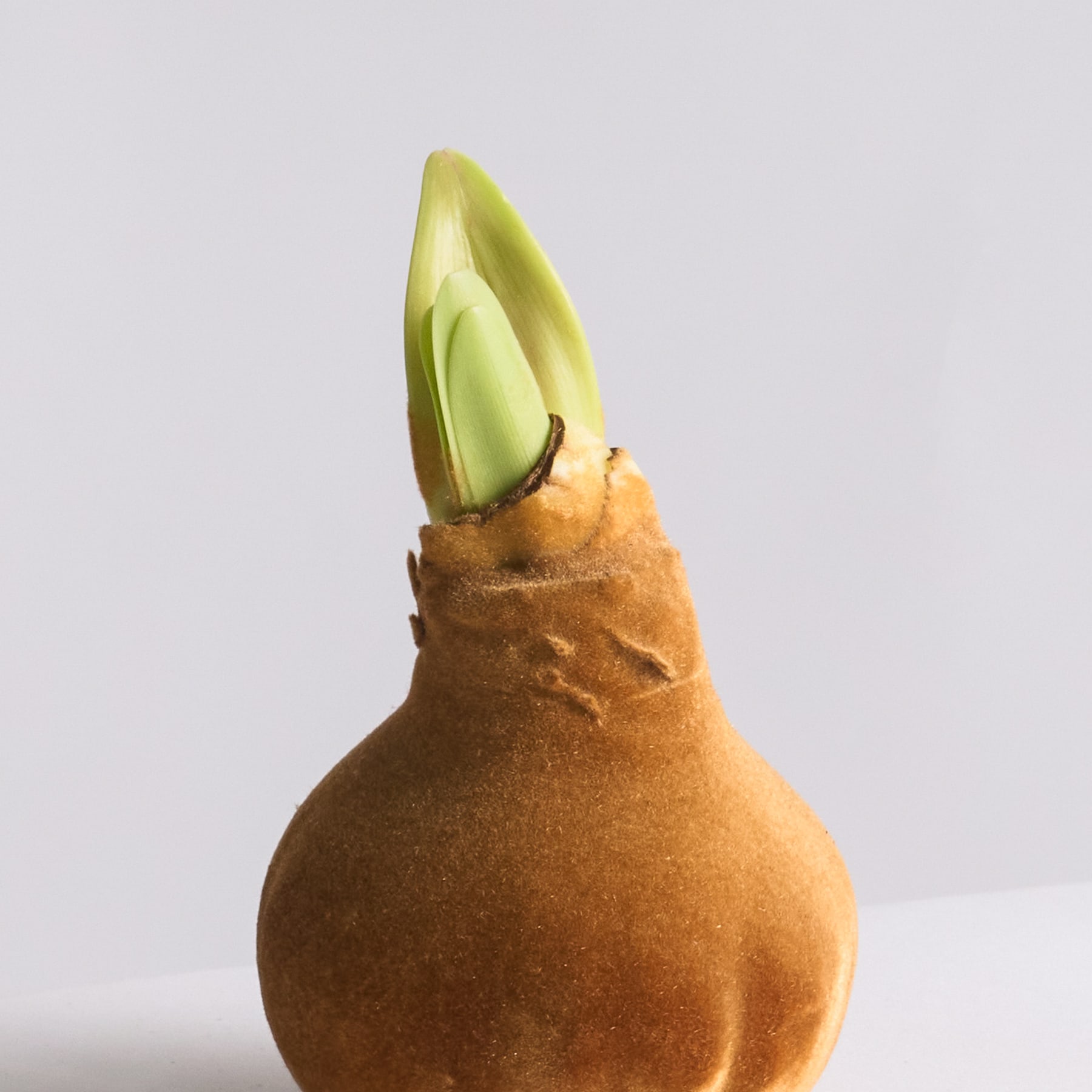 Eine teilweise geöffnete Zwiebel mit einem grünen Spross, der aus einer braunen, strukturierten Oberfläche vor einem schlichten weißen Hintergrund hervortritt.