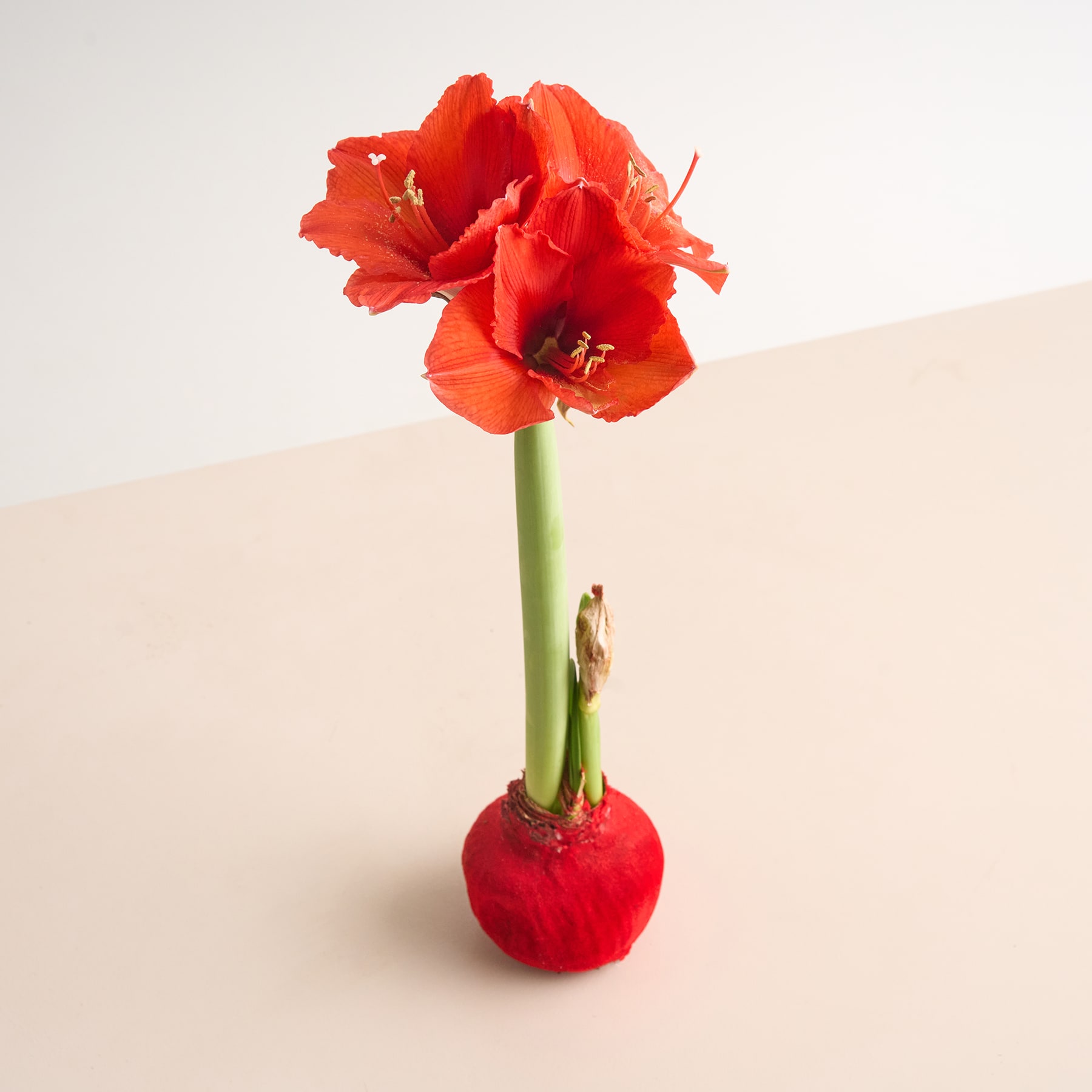 Eine leuchtend rote Glasvase oder -flasche steht auf einer schlichten weißen Oberfläche vor einem hellen Hintergrund.