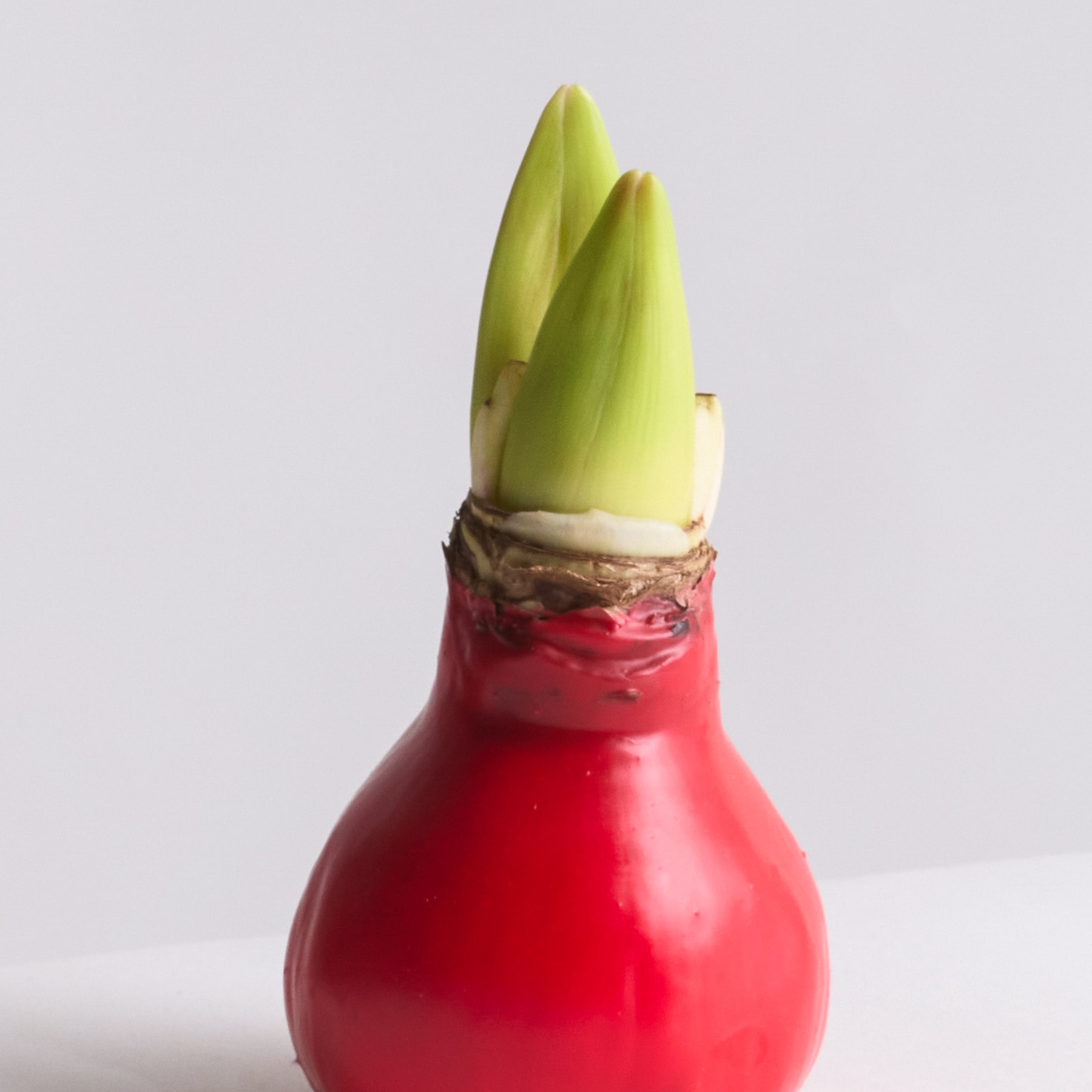 Eine leuchtend rote Zwiebel mit einem sprießenden grünen Stiel hebt sich von einem schlichten weißen Hintergrund ab.