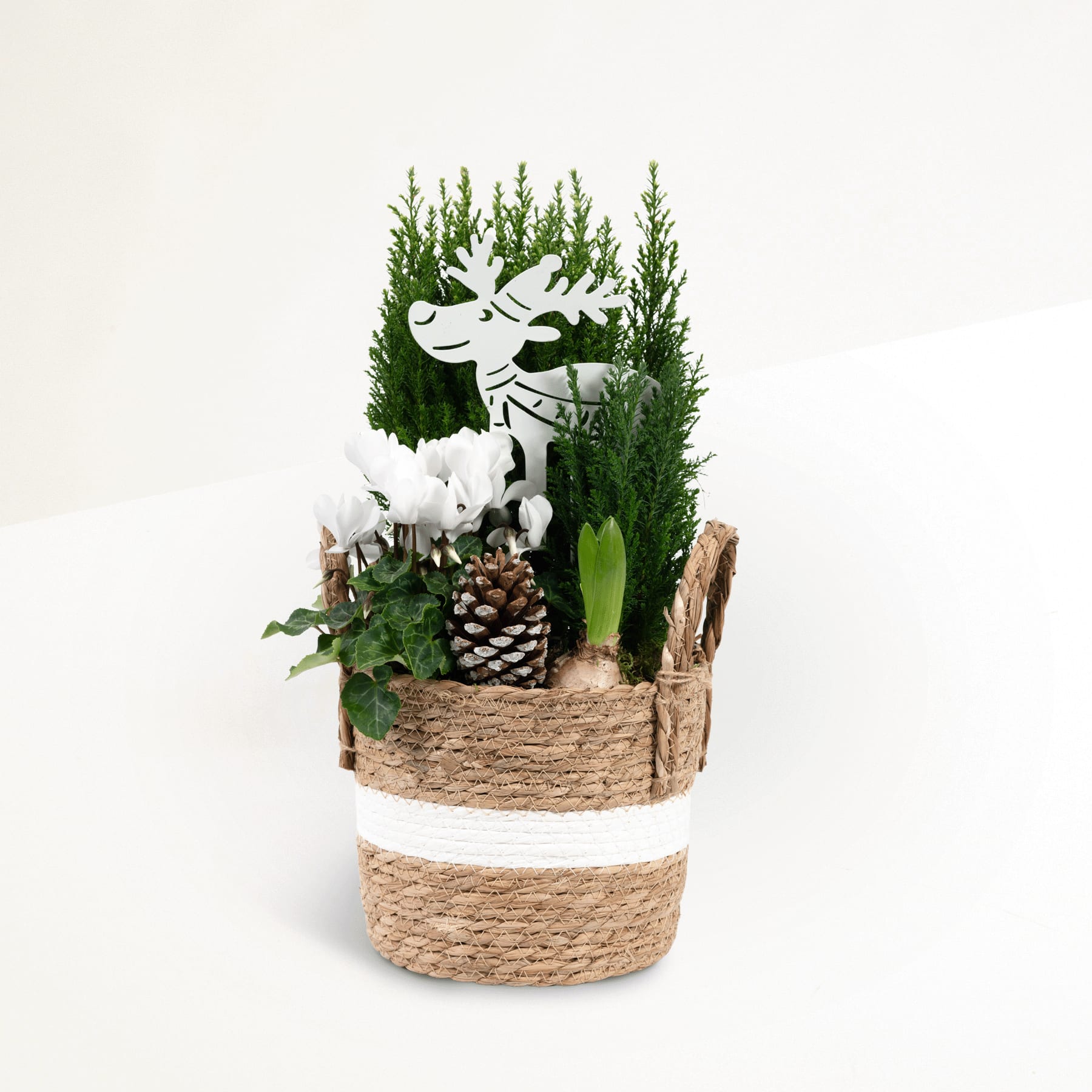 Ein rustikales Arrangement mit Naturmotiven, bestehend aus verschiedenen immergrünen Pflanzen, einem Tannenzapfen und einem dekorativen Holzelement in einem geflochtenen korbähnlichen Behälter vor einem schlichten weißen Hintergrund.