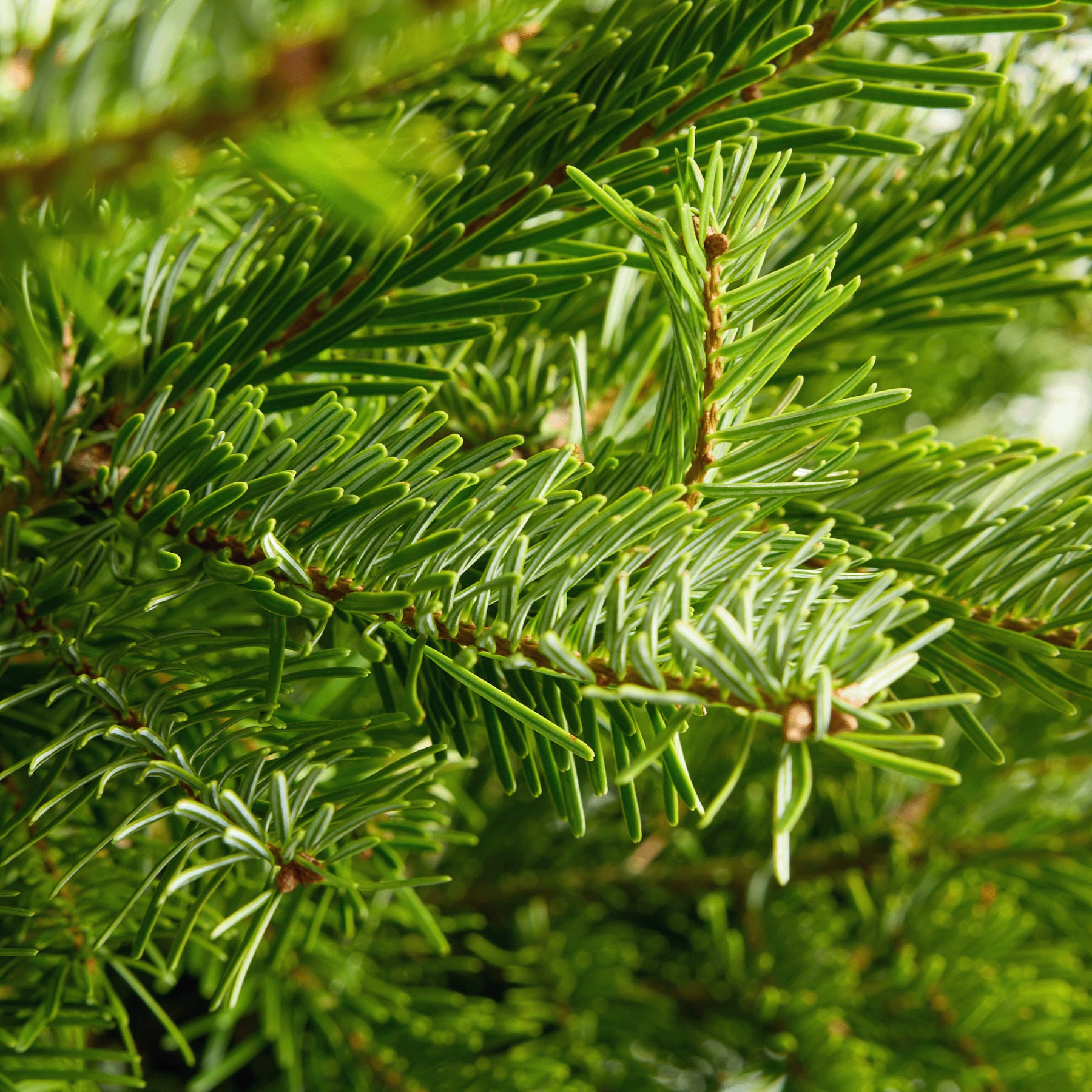Das Bild zeigt eine Nahaufnahme eines üppigen, grünen Kiefernzweigs mit zahlreichen schlanken, nadelartigen Blättern. Der Hintergrund ist unscharf und suggeriert eine natürliche Umgebung im Freien.