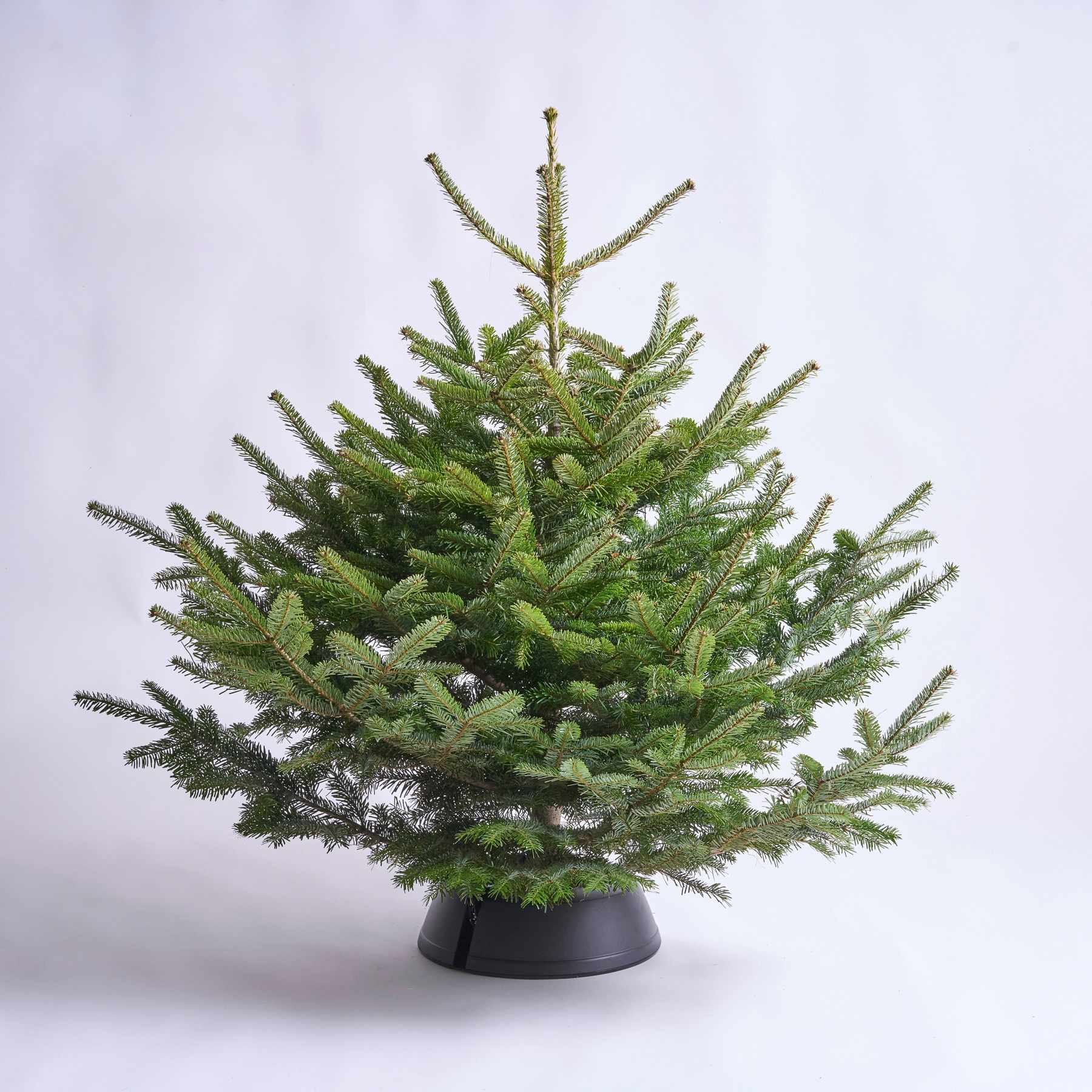 Auf einem schlichten Hintergrund steht ein üppiger, grüner Weihnachtsbaum, dessen Zweige mit einer Vielzahl nadelartiger Blätter geschmückt sind.