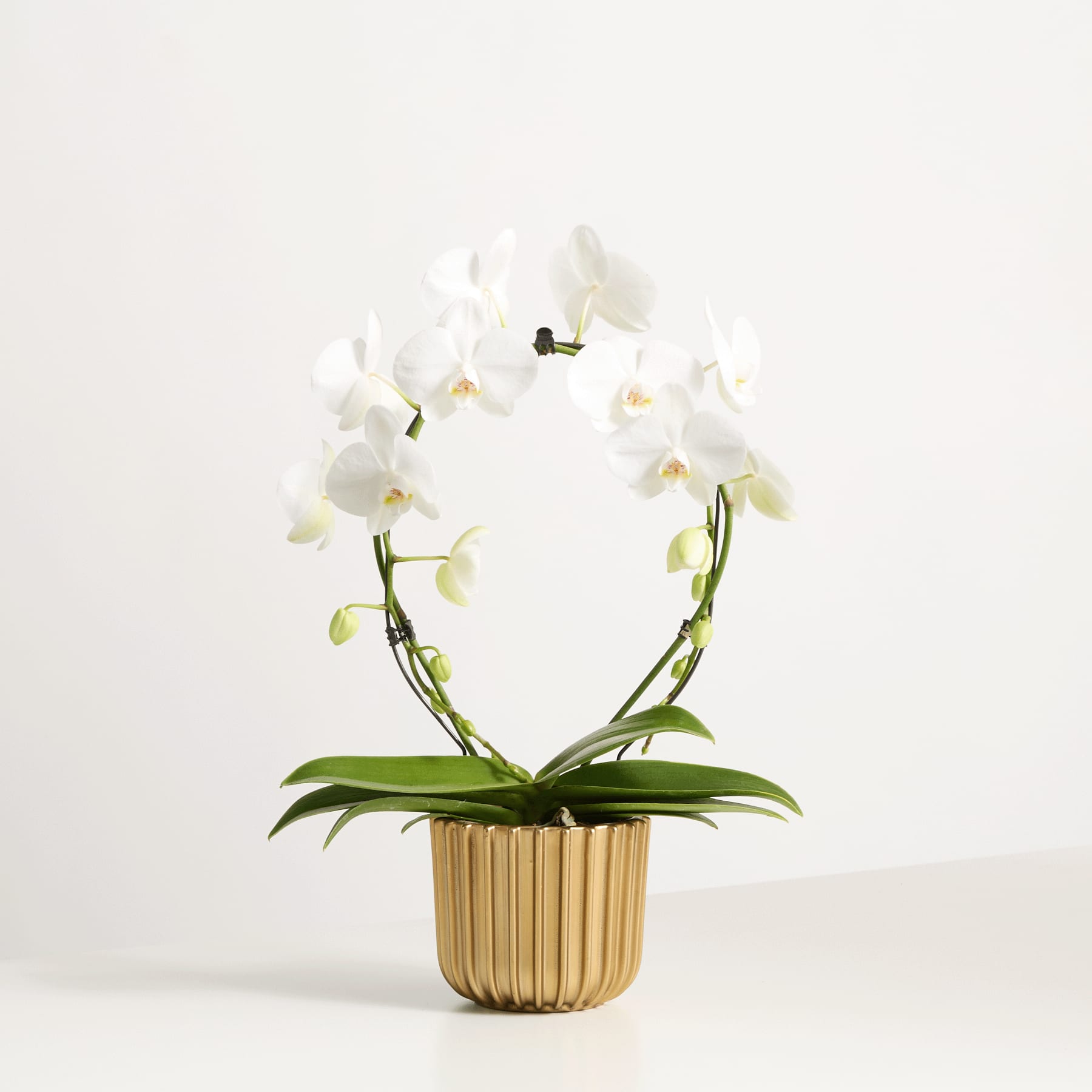 Eine Orchideenpflanze im Topf mit zarten weißen Blüten steht vor einem schlichten weißen Hintergrund.