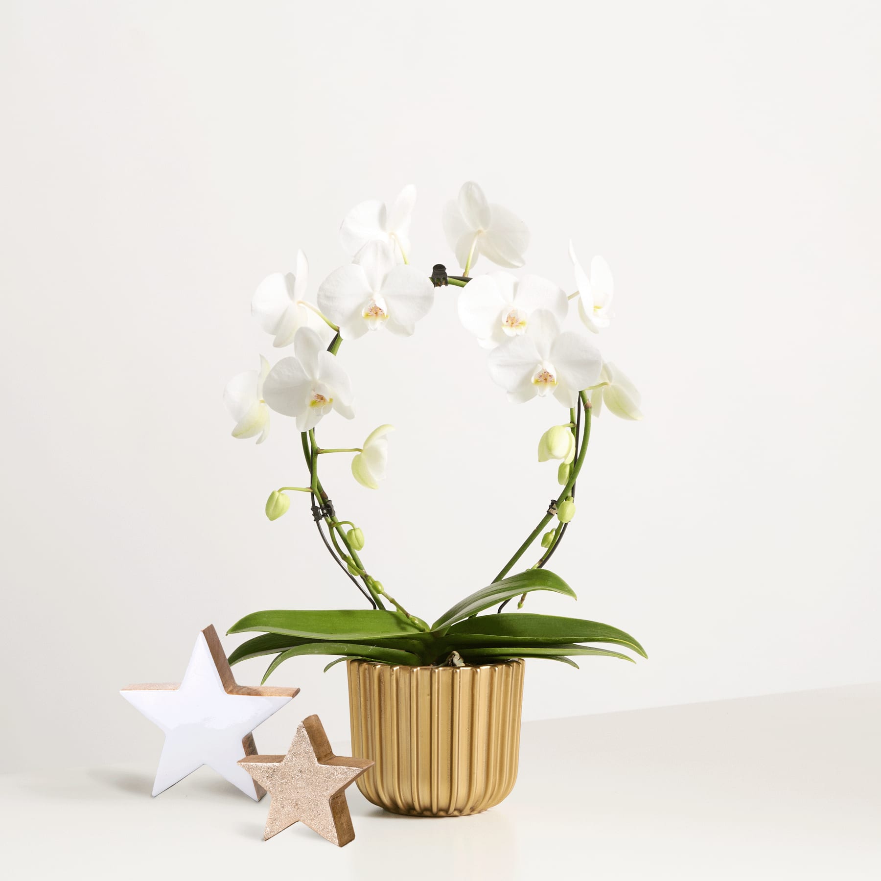 Eine weiße Orchidee im Topf mit zarten Blüten steht auf einer Holzoberfläche, begleitet von zwei sternförmigen Holzdekorationen.