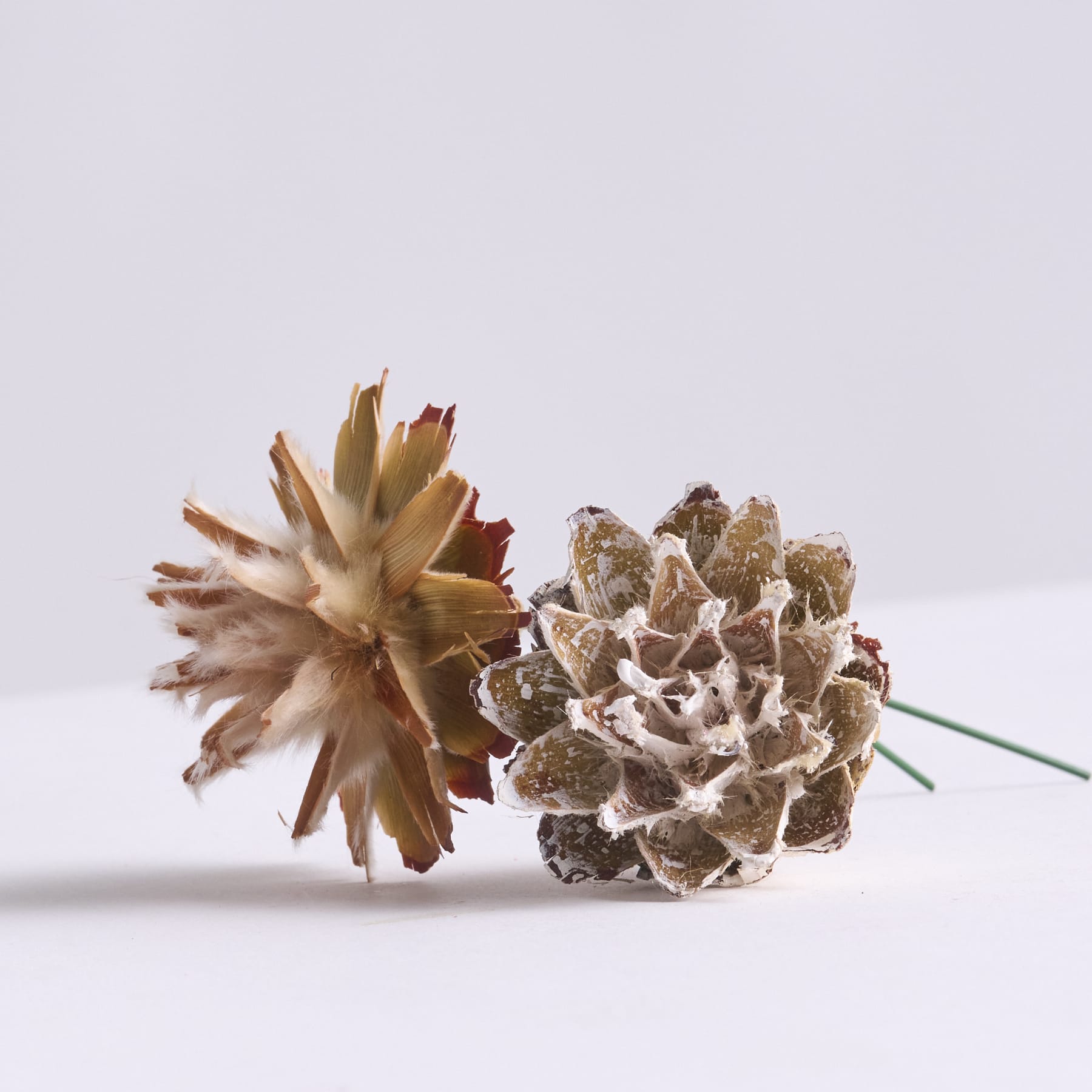 Das Bild zeigt ein getrocknetes, strukturiertes Blumen- oder Pflanzenexemplar in einer beige-braunen Farbpalette vor einem schlichten, hellen Hintergrund.