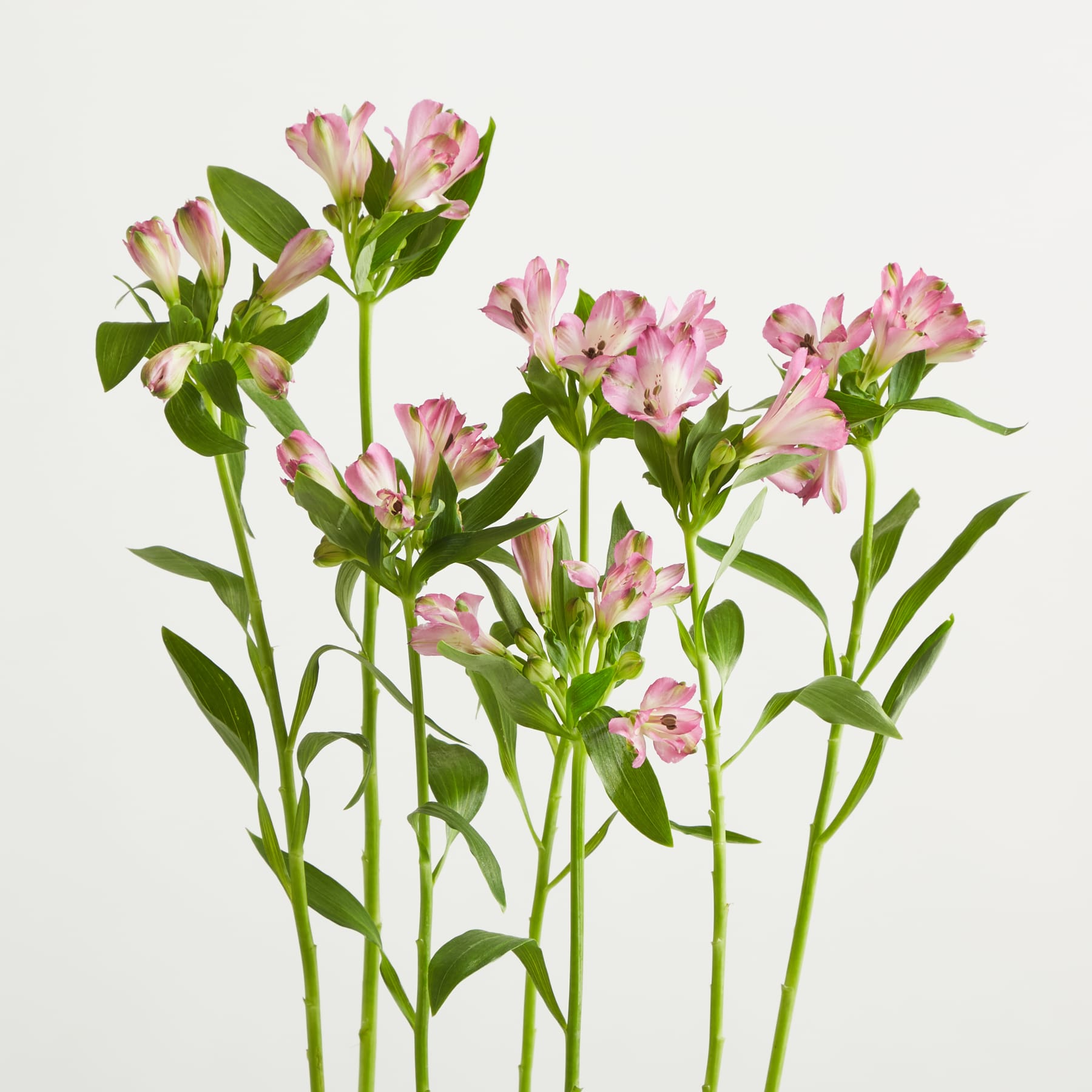 Ein Strauß zartrosa Blüten mit grünen Blättern steht vor einem schlichten weißen Hintergrund und schafft eine einfache, aber elegante Komposition.