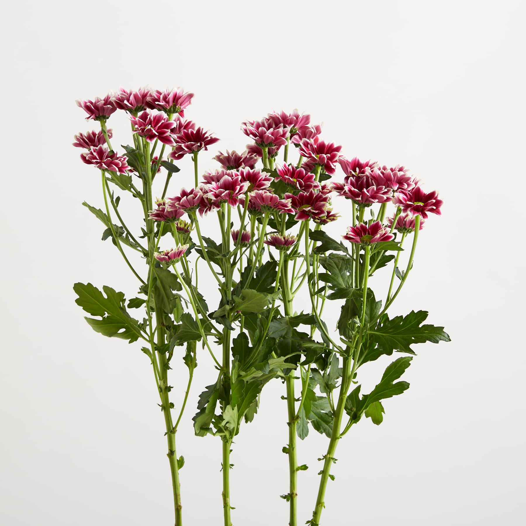 Ein Strauß leuchtender, tiefroter Chrysanthemenblüten mit üppigem grünem Laub steht vor einem schlichten weißen Hintergrund.