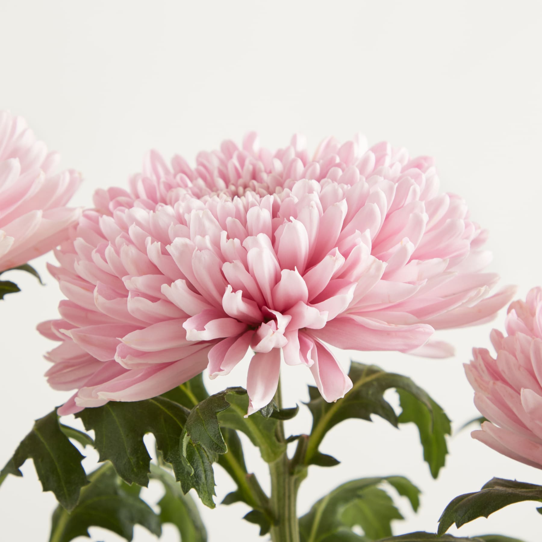 Zarte, zartrosa Chrysanthemenblüten mit üppigem grünem Laub vor einem schlichten, hellen Hintergrund.