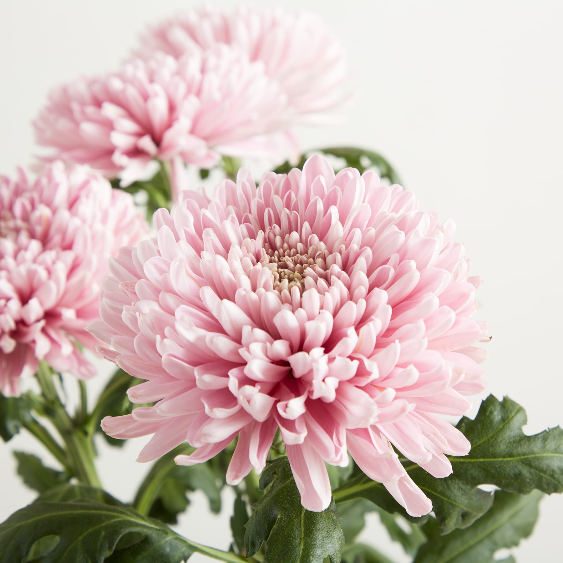 Leuchtend rosa Chrysanthemenblüten mit üppigem grünem Laub vor einem schlichten weißen Hintergrund.